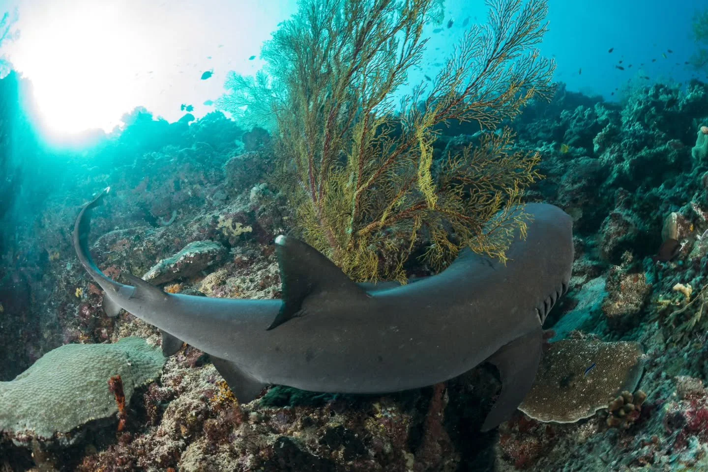 @makoexpeditions Tubbataha 2026 Expedition is right around the corner!

In 7 days our group will be diving the lush and thriving reefs of @tubbatahareefs . Fun fact: research shows that Tubbataha has one of the highest densities off Reef Sharks in th