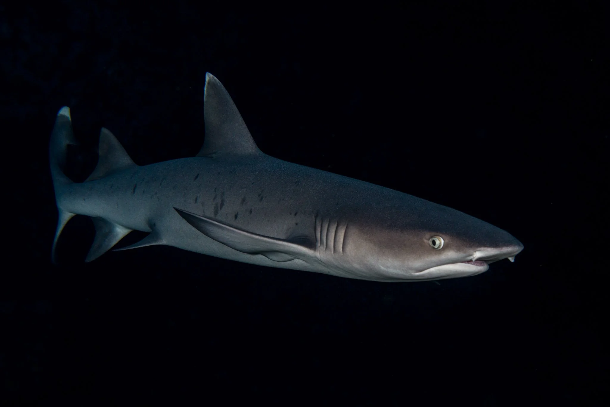Whitetip Reef Shark Profile Gato Island.jpg