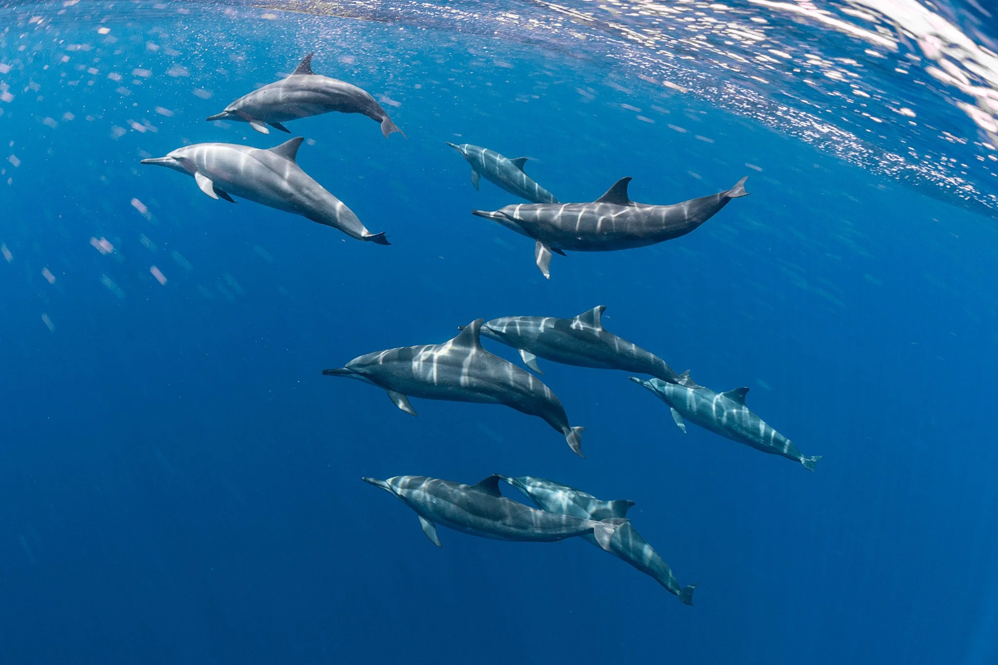 A pod of dolphins swimming underwater in the ocean, with sunlight reflecting off the water's surface.