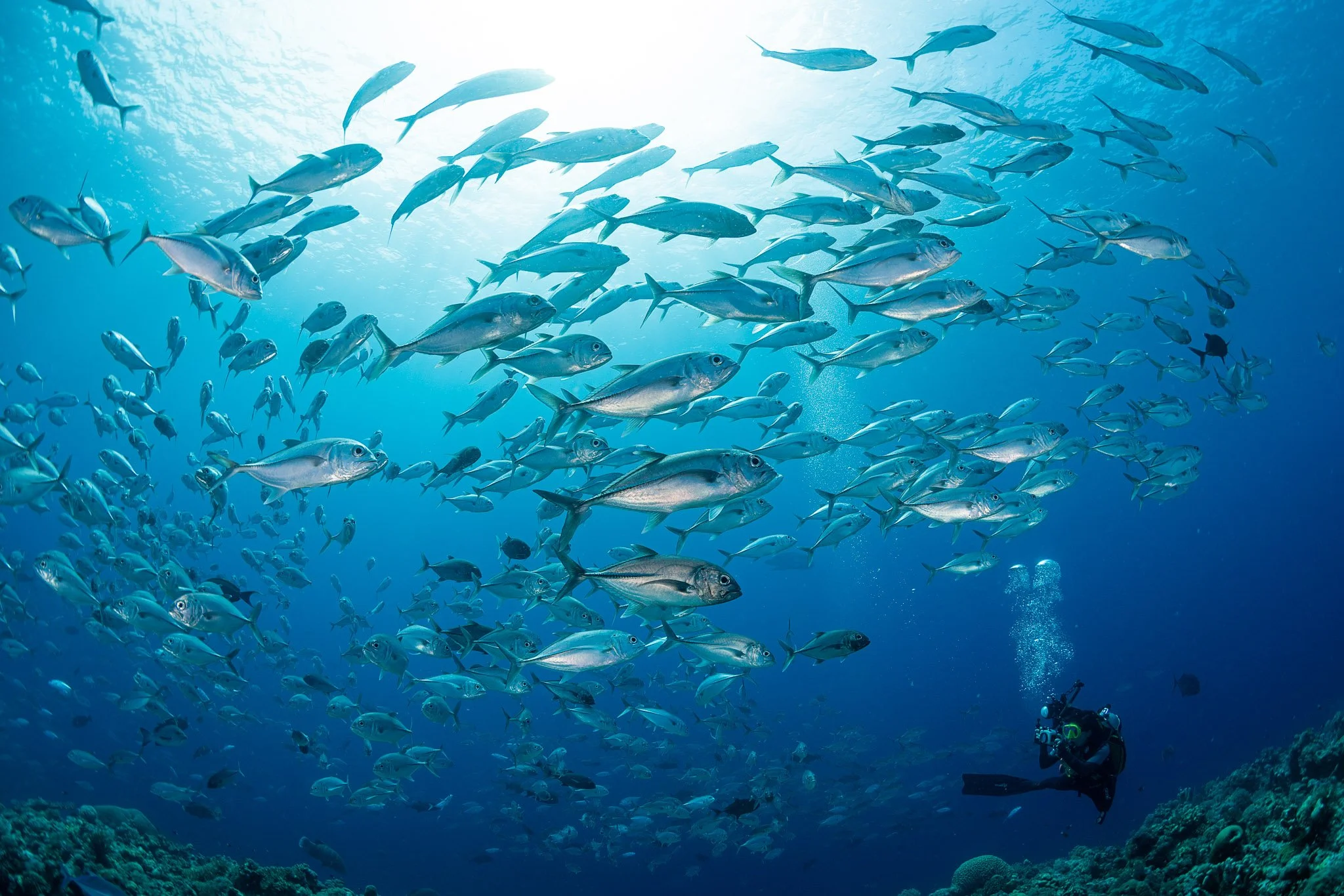 A large school of fish swimming underwater near a scuba diver