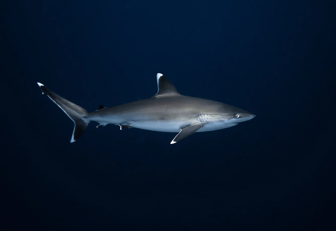 Silver-Tip-center.jpeg