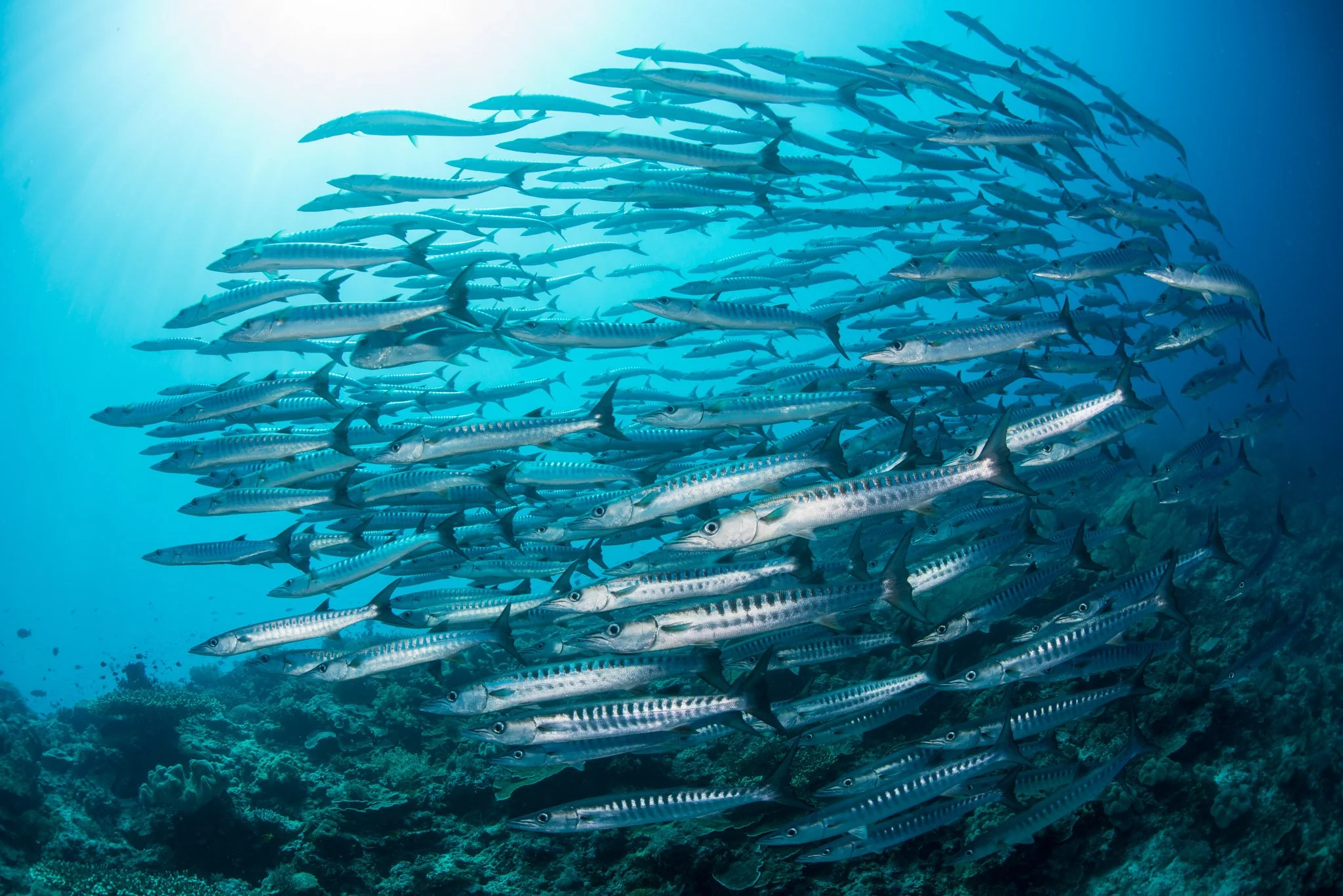 A large school of barracuda fish swimming underwater above a coral reef.