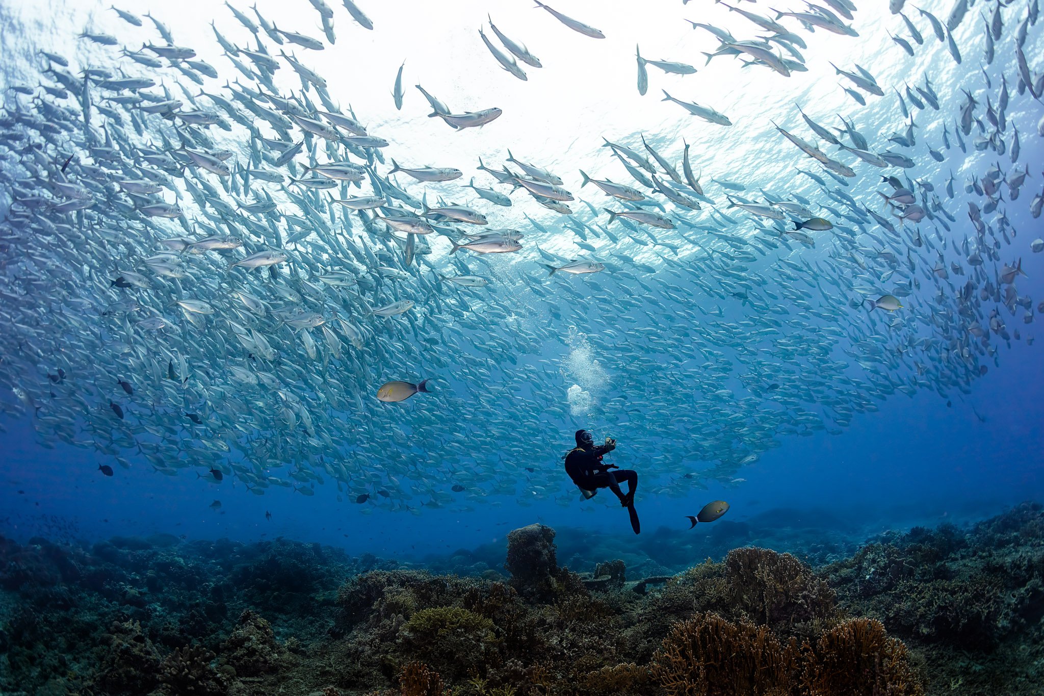 An underwater scene showing a large school of fish swimming above a coral reef. A scuba diver in black gear is in the lower right corner, near the reef.