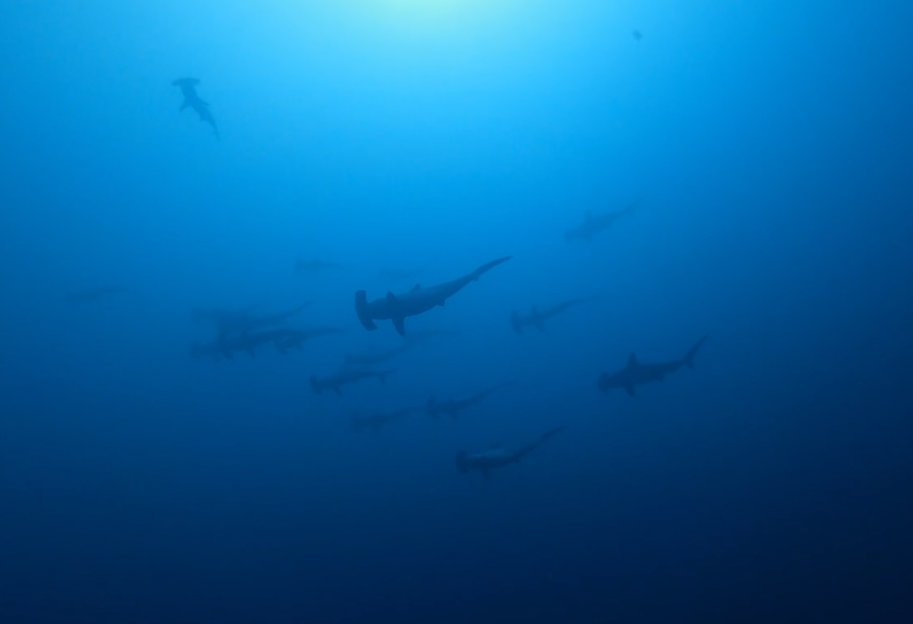 image-4-1030x704-1.png