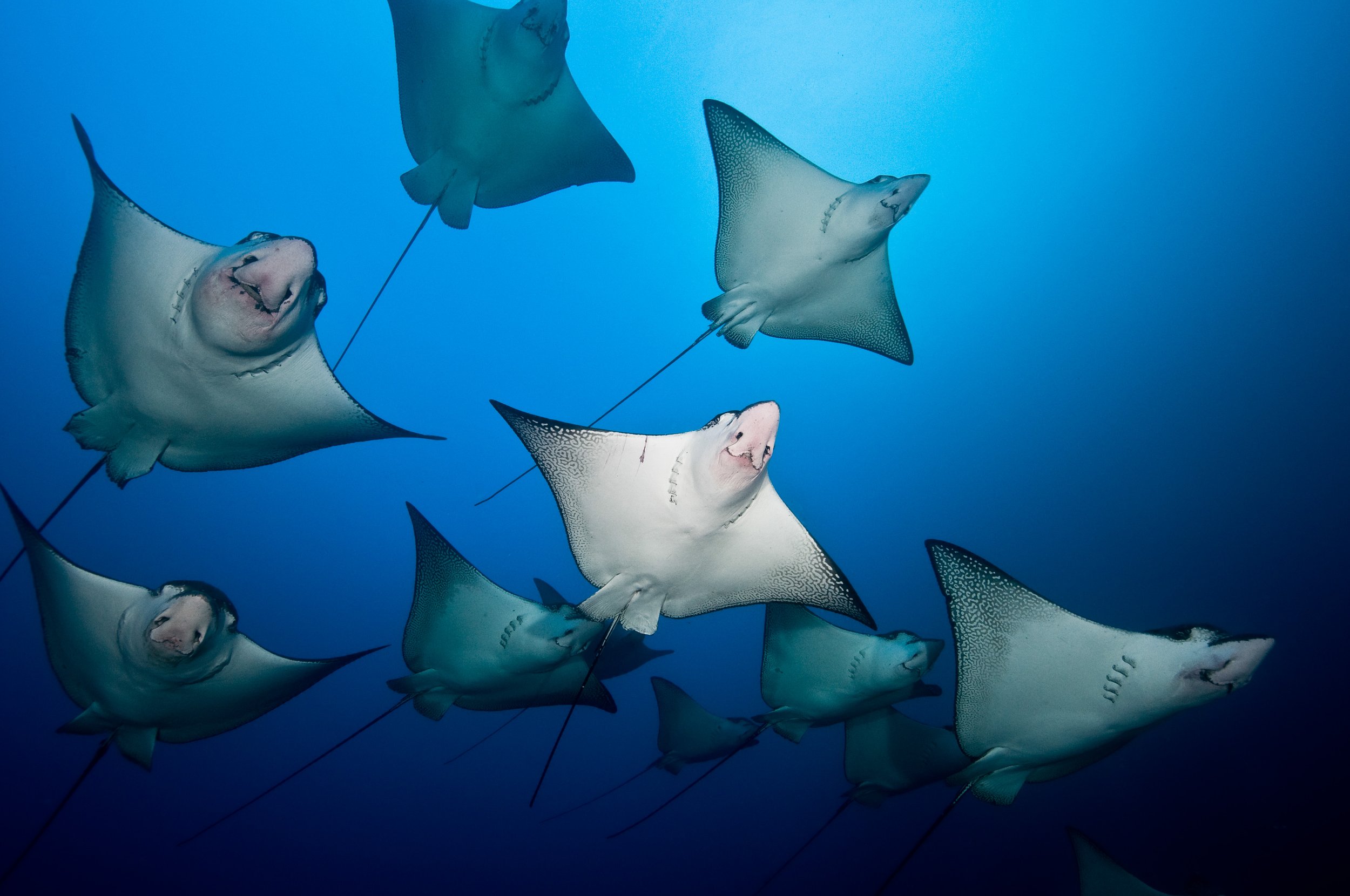 Edwar Herreno Eagle rays _ Manuelita_Herreno.JPG