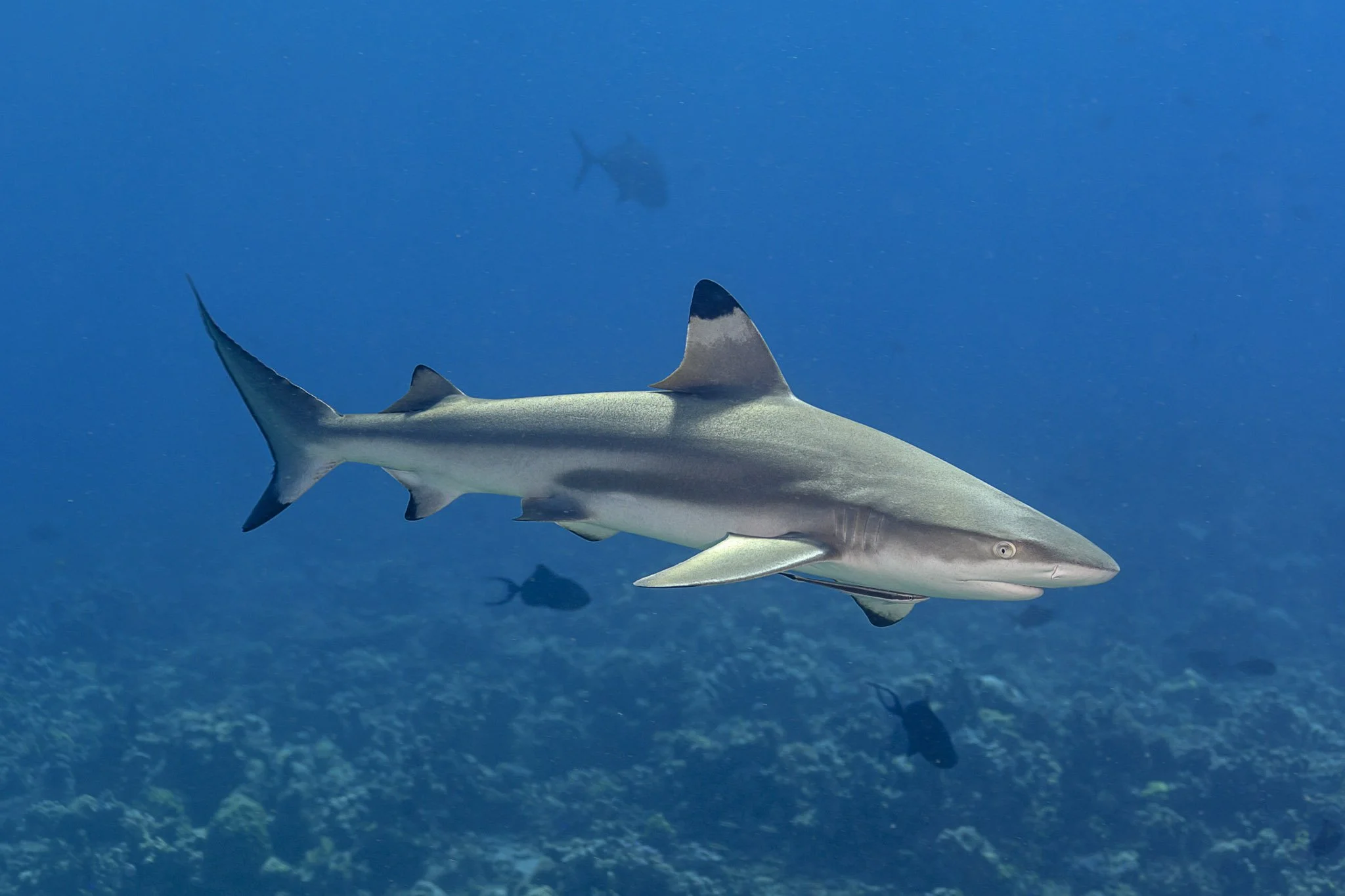 A shark swimming underwater in the ocean with other smaller fish in the background.