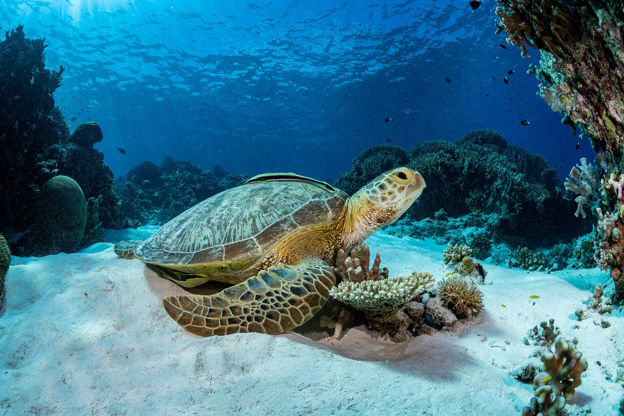 A sea turtle swimming near the coral reef on the ocean floor.