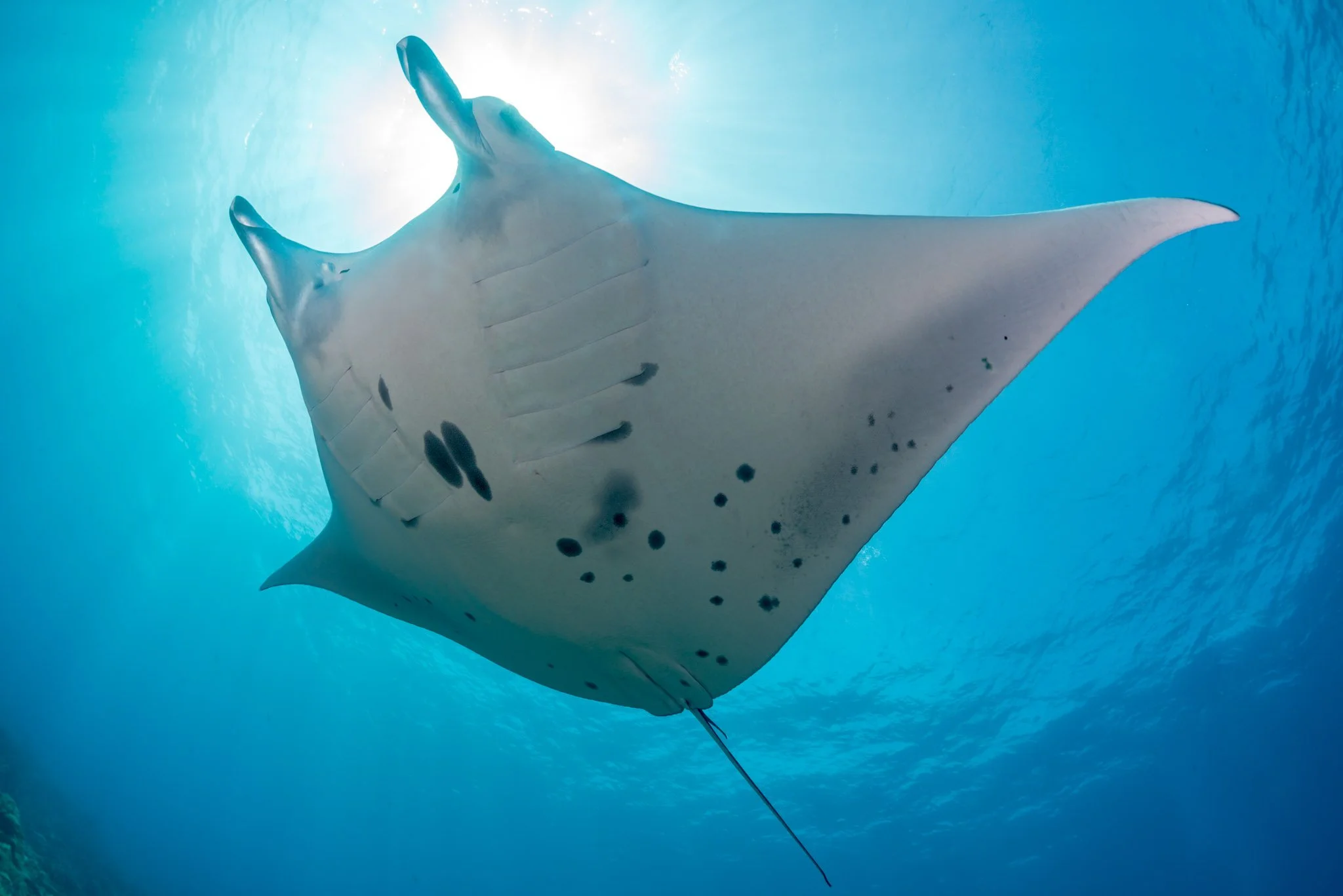 A manta ray swimming underwater with sunlight shining from above.