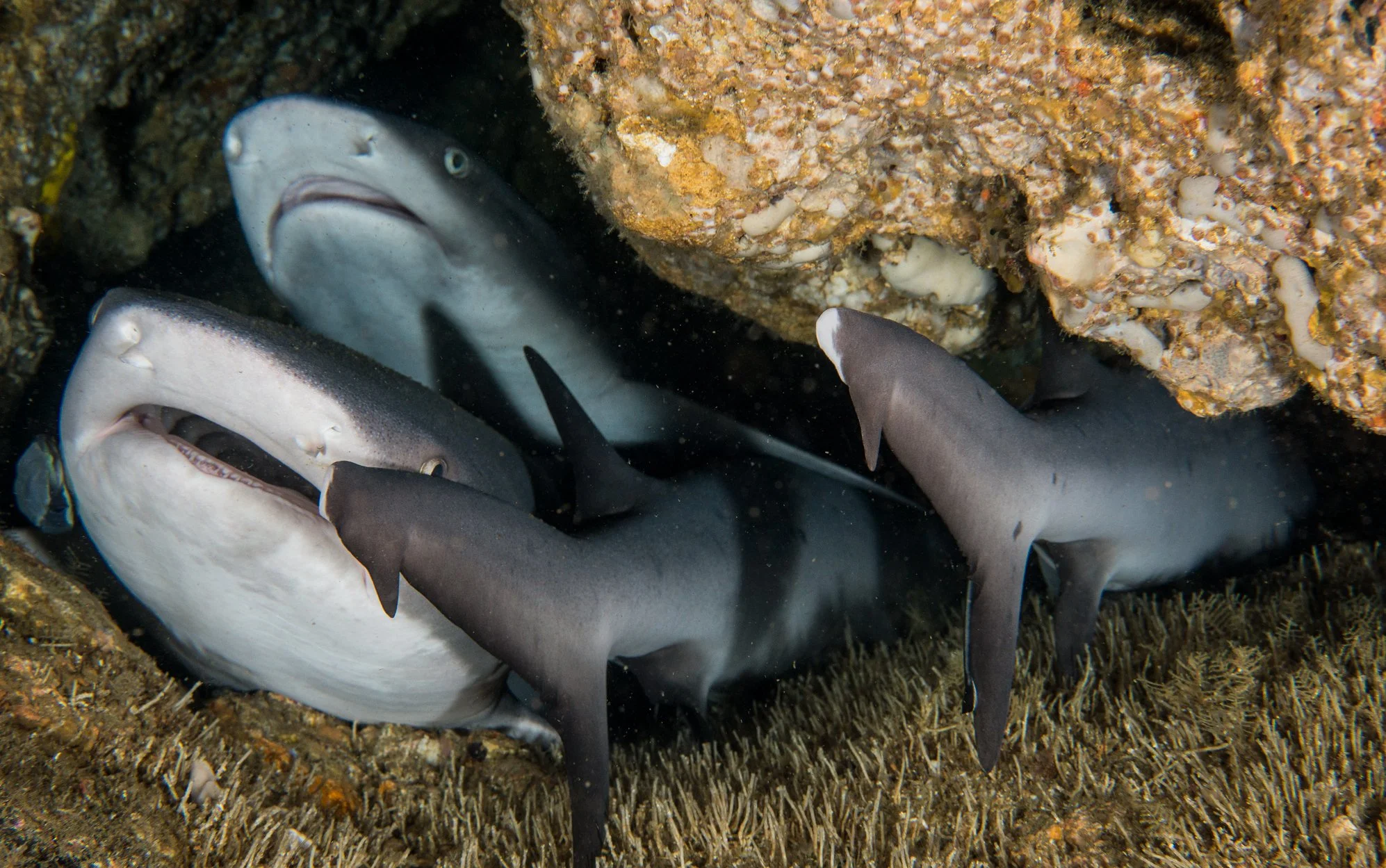 Sleeping Whitetips Gato Island Malapscua.jpg