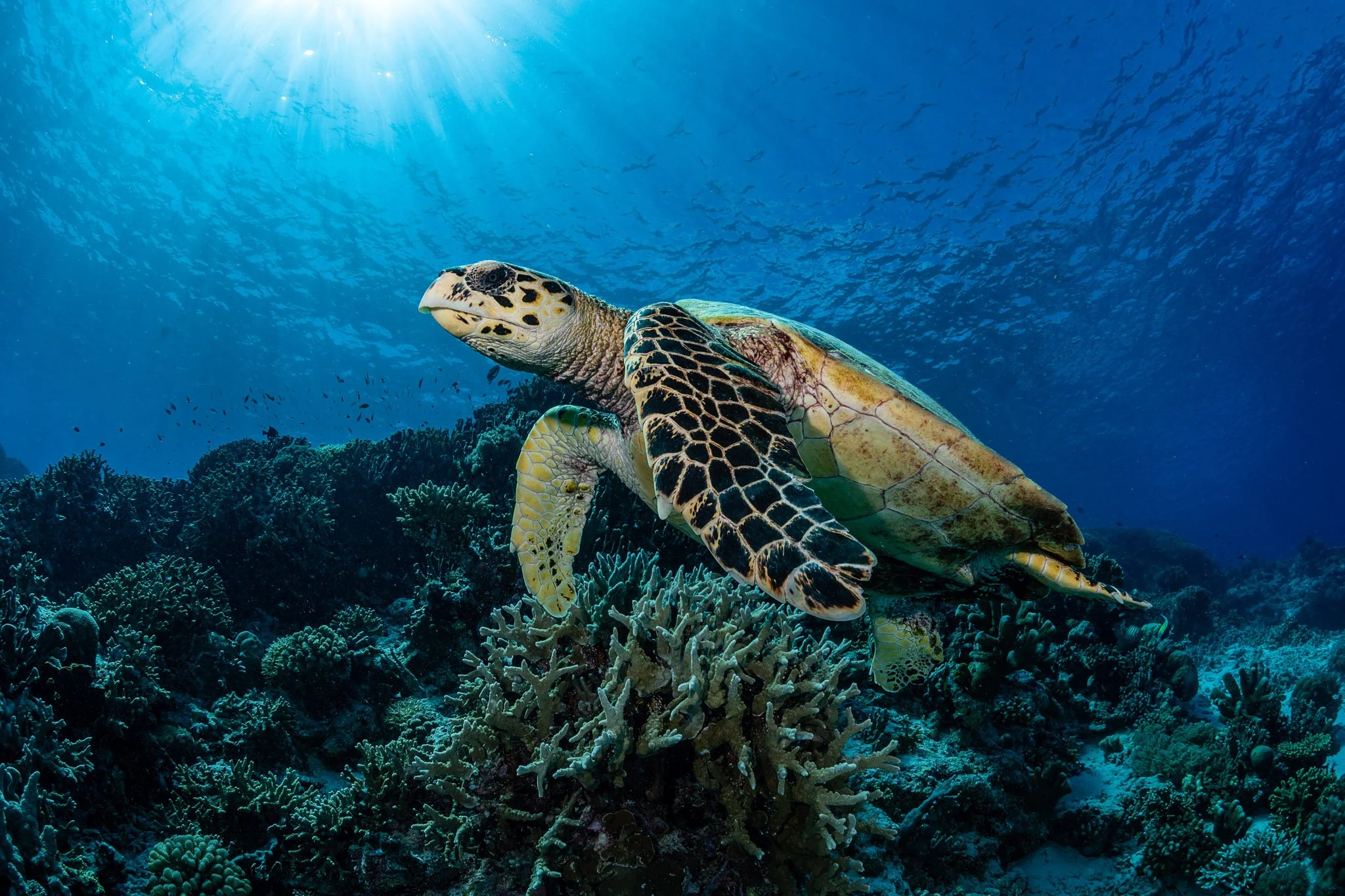 A sea turtle swimming underwater above a coral reef, sunlight filtering through the water surface.