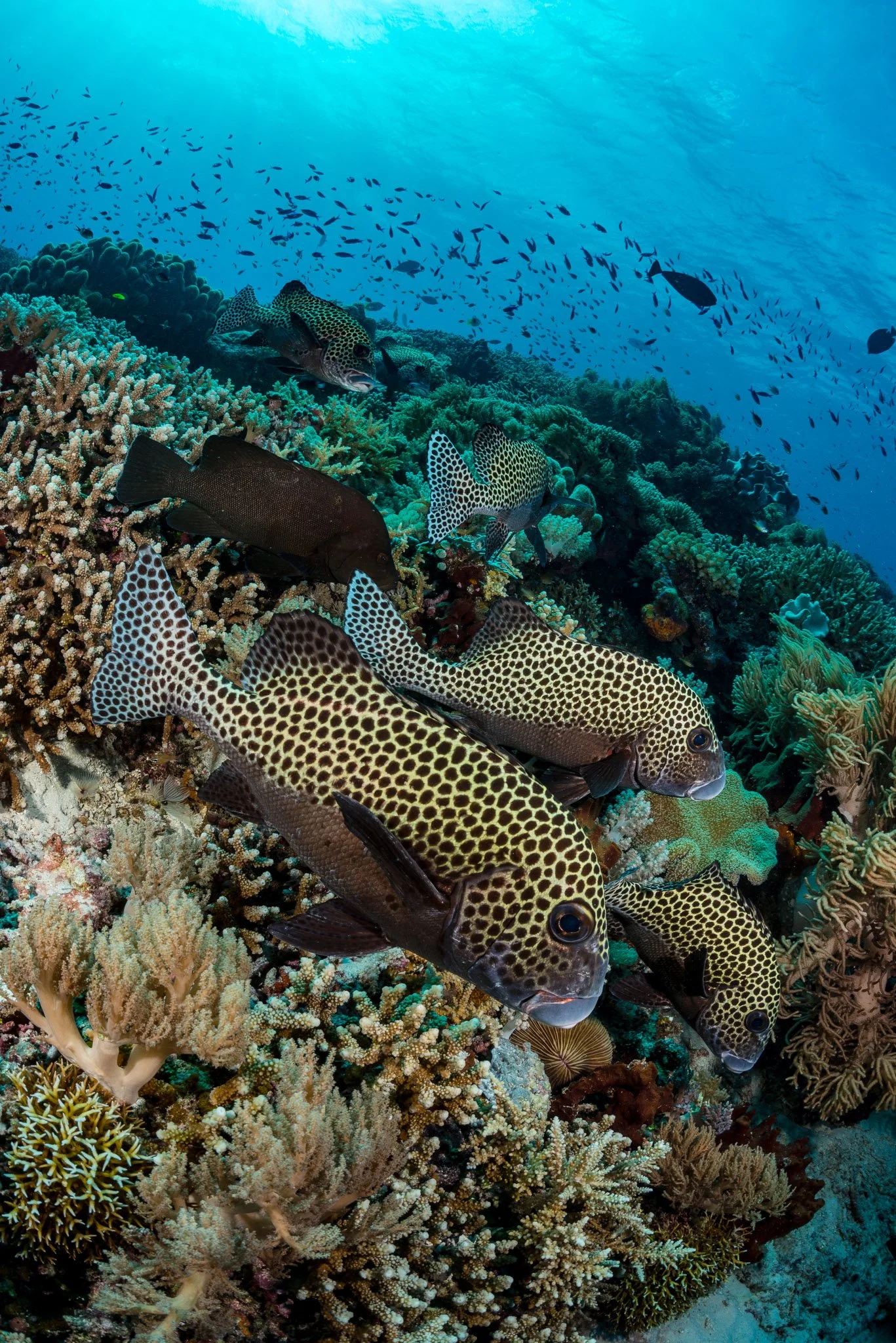 Multiple spotted fish swimming around a colorful coral reef underwater.