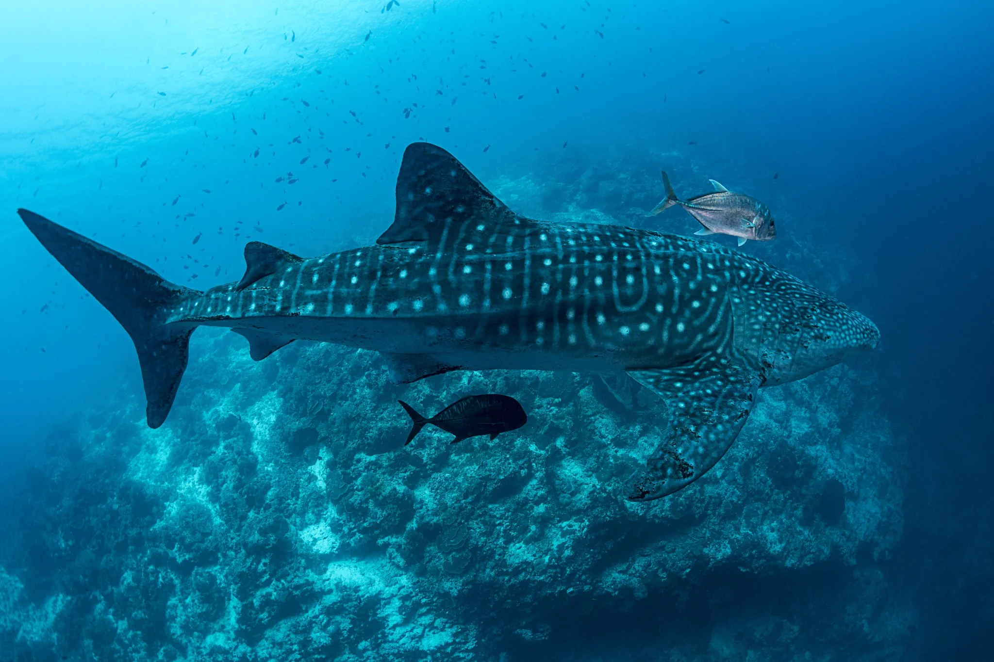 Underwater scene with a spotted shark swimming near smaller fish in clear blue ocean water.