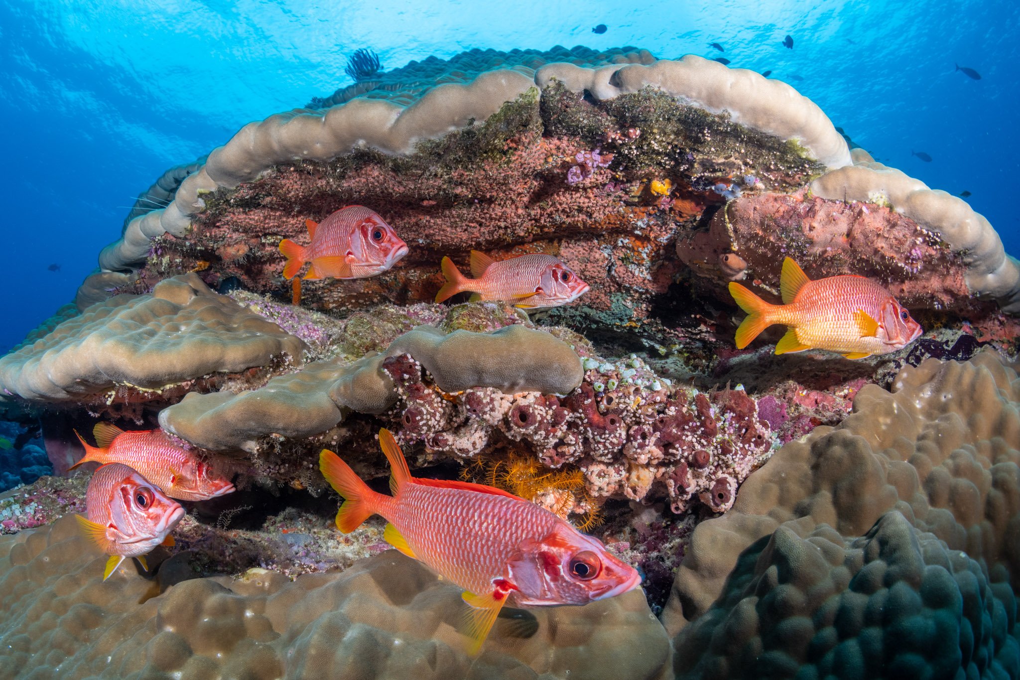 Underwater coral reef with colorful fish swimming among coral formations and marine life.