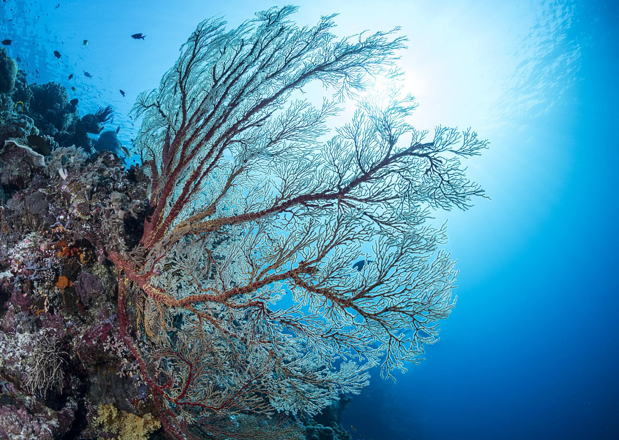 Underwater scene with a large, branching sea fan coral, smaller corals, and a school of small fish swimming in the blue ocean.
