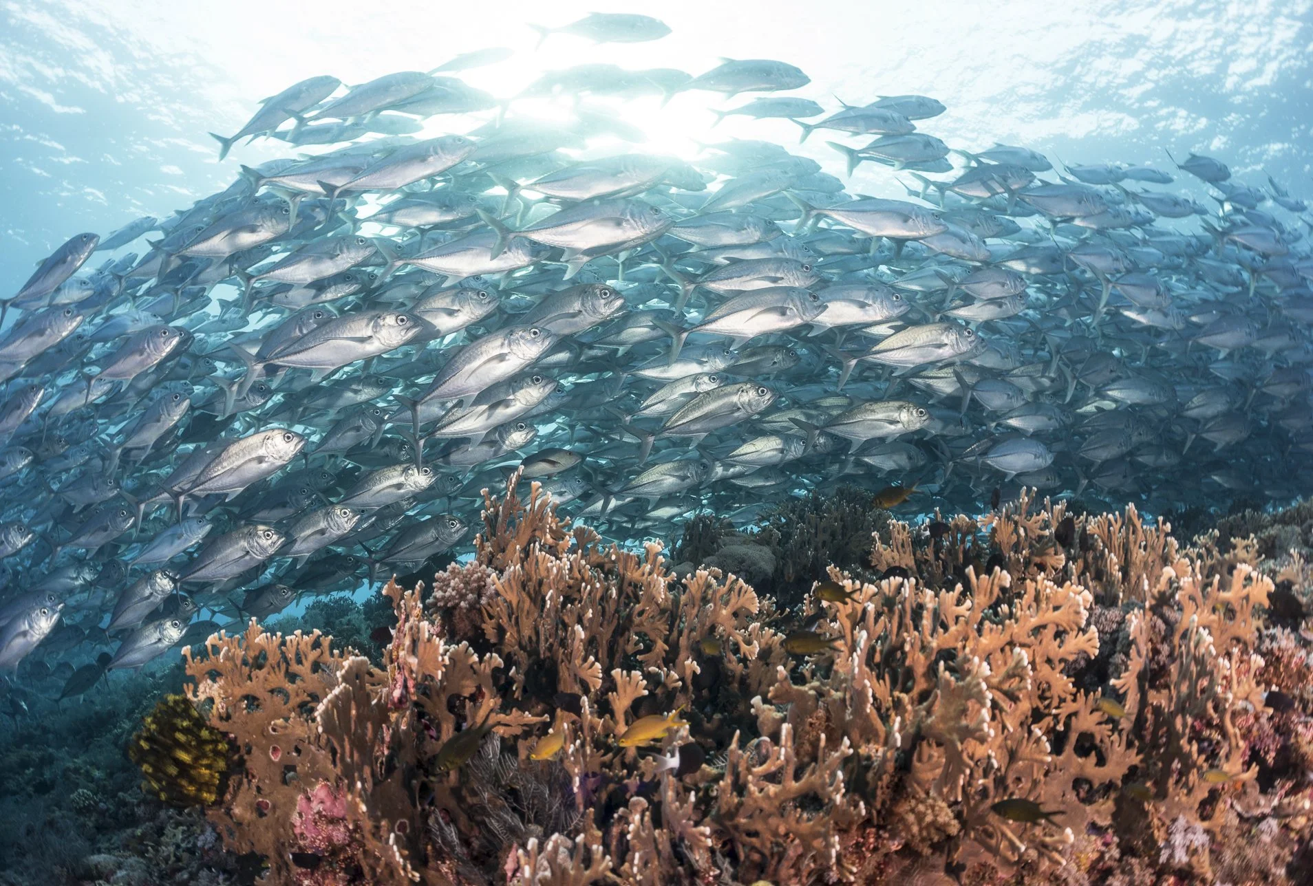 School of fish swimming above a coral reef in the ocean