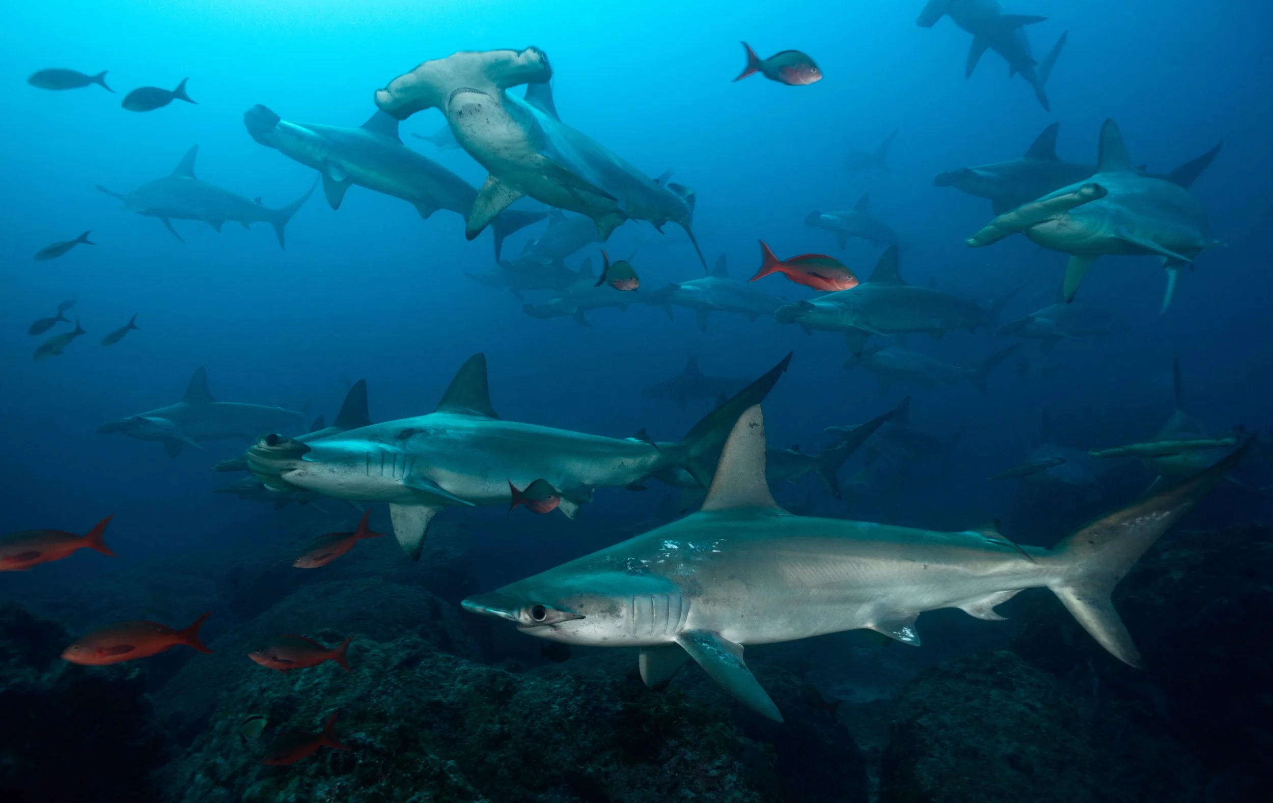 Shmulik Blum _DSC7665.jpg.JPG