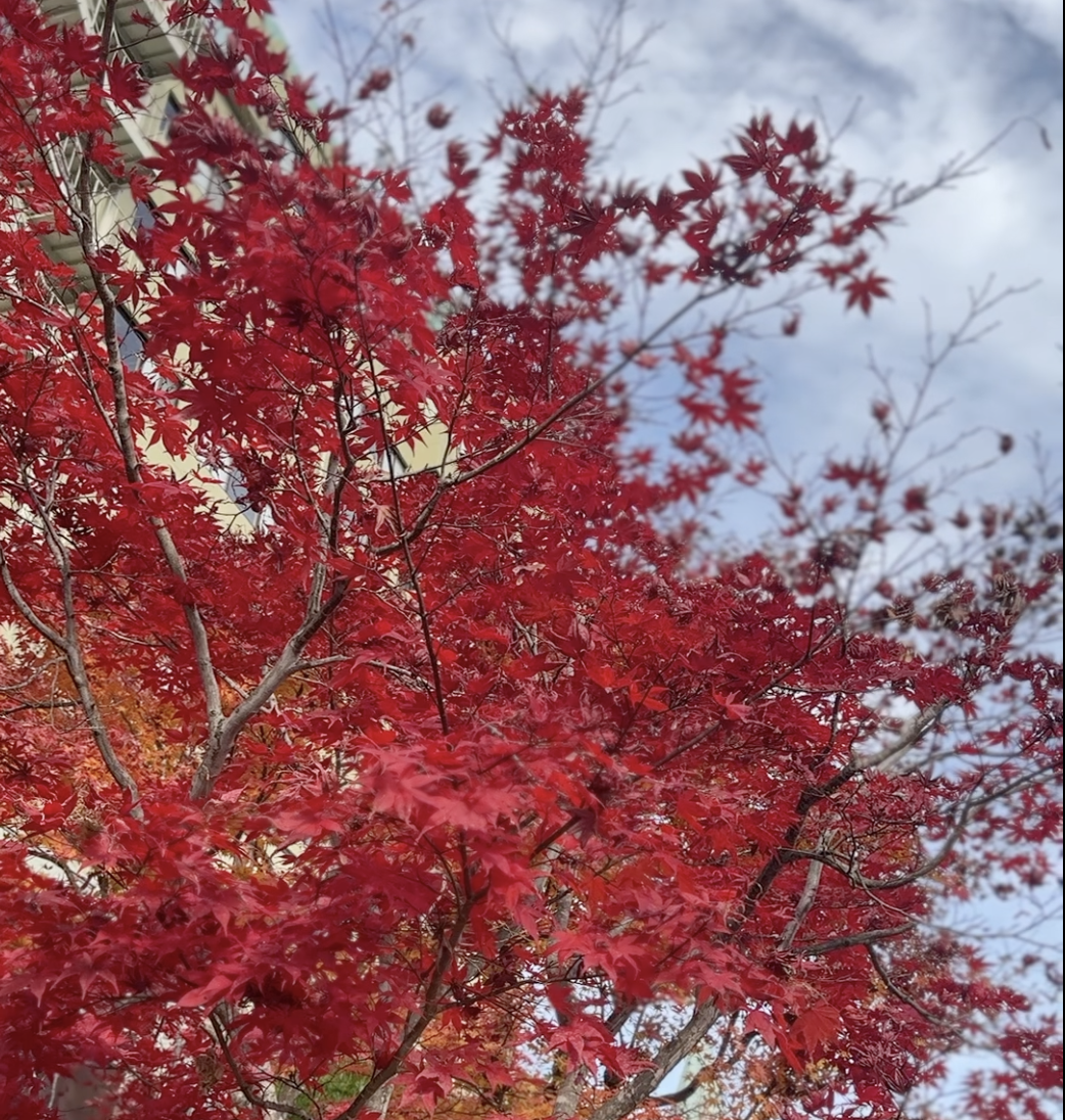 Fujisan