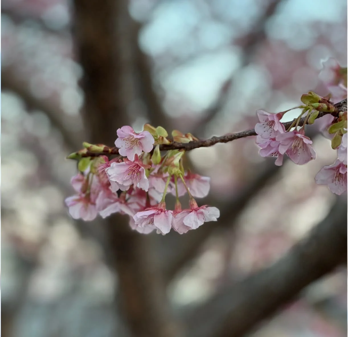 Early cherry blossoms, Kawazu, Izu Peninsula