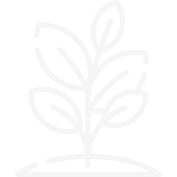 Line drawing of a small plant with multiple leaves sprouting from the ground.