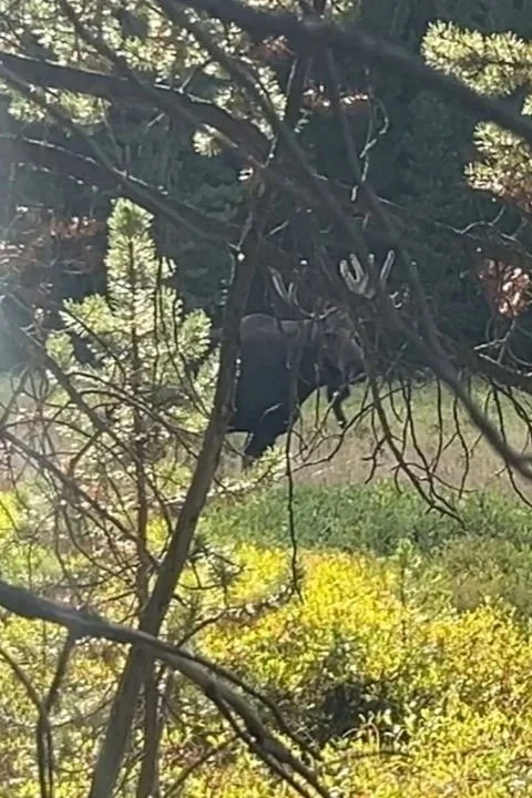 A black bear hanging from a tree branch in a forested area with green foliage and sunlight.