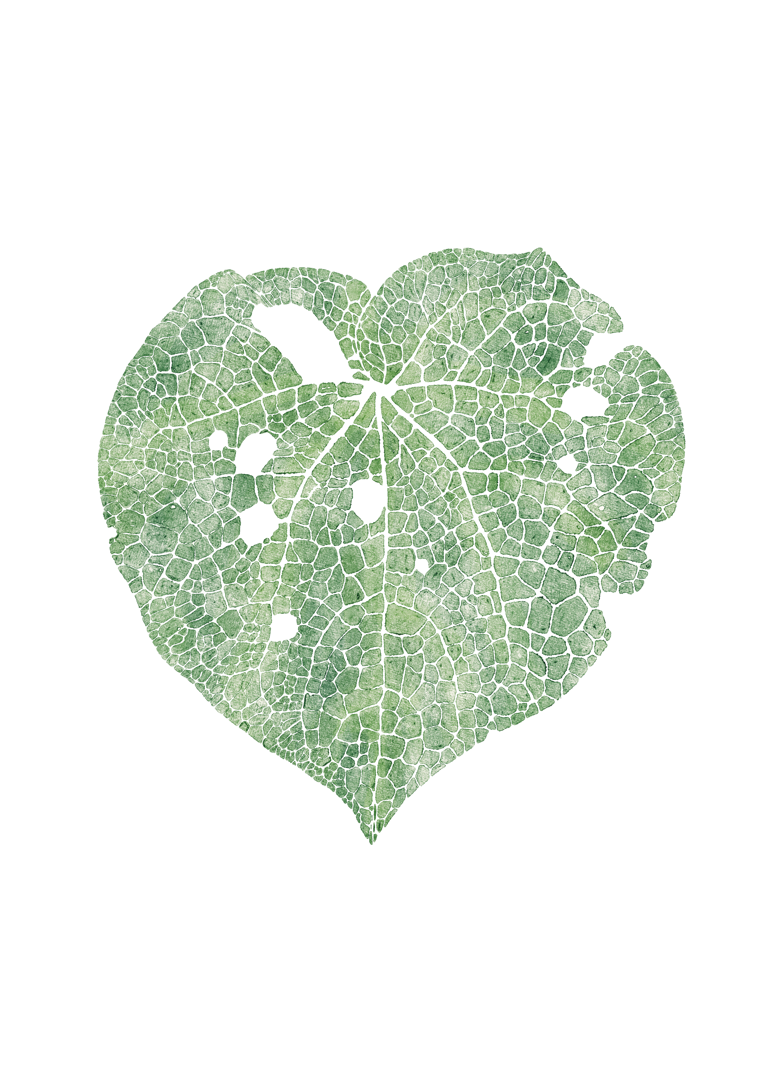 Kawakawa A3.png