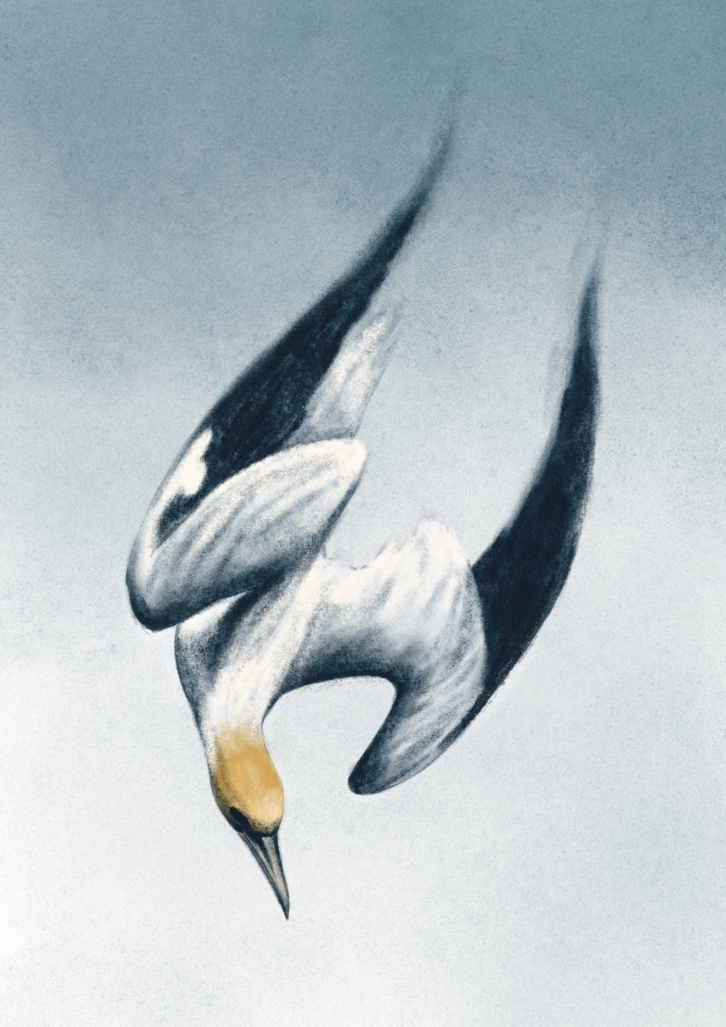 Tākapu.jpg