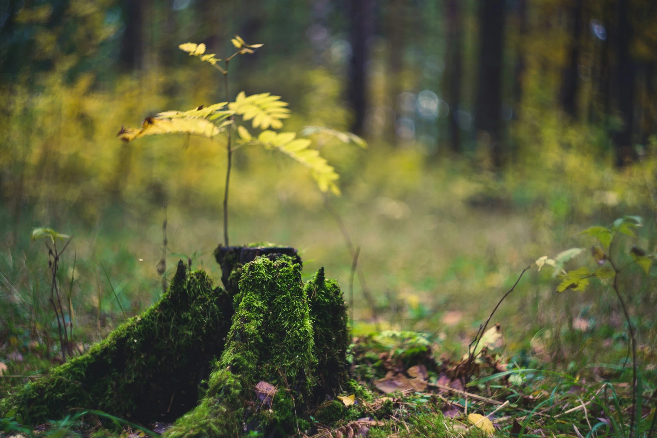 Close-up of a moss-covered tree stump in a forest with green and yellow leaves and blurred trees in the background.