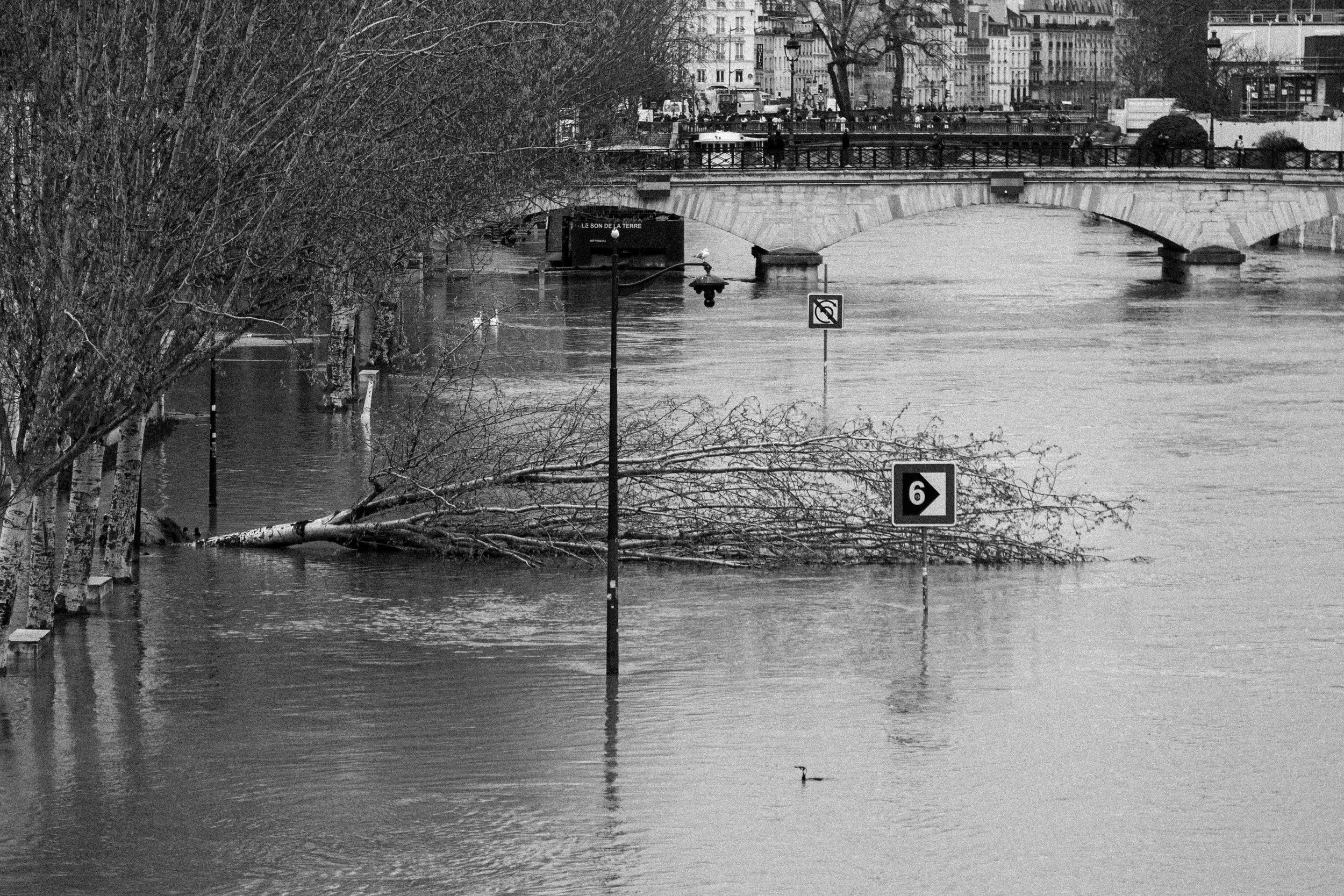 A black and white photo of a flooded area with trees submerged in water, a fallen tree partially underwater, and street signs indicating a flood warning. A bridge and city buildings are visible in the background.