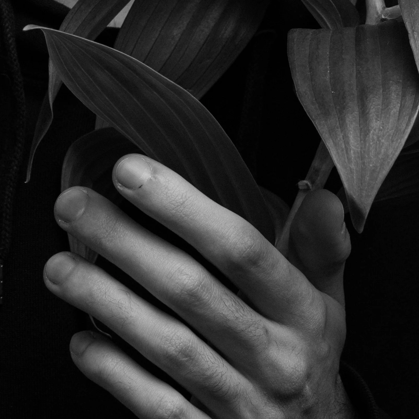 A hand holding a large leaf of a plant with broad, veined leaves, in black and white.