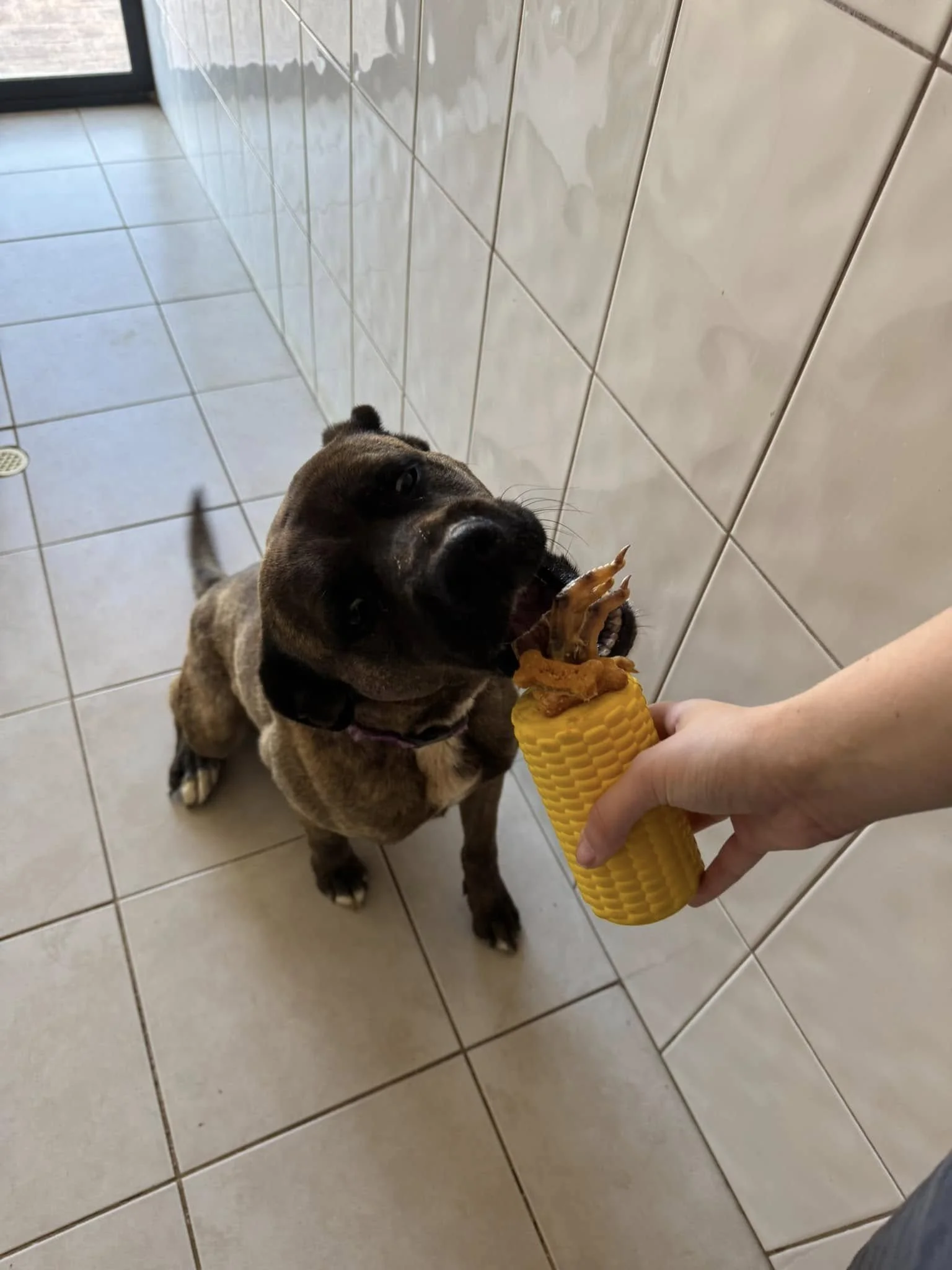 A small brown puppy is excited to bite into some dog treats.