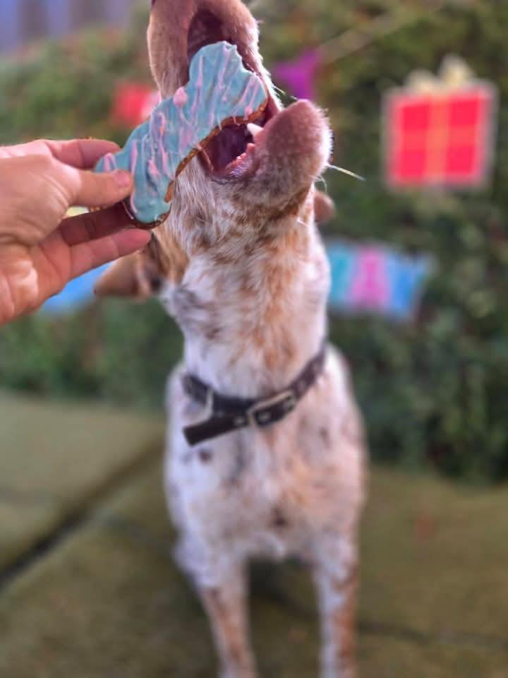 Puppy Woof-Scription