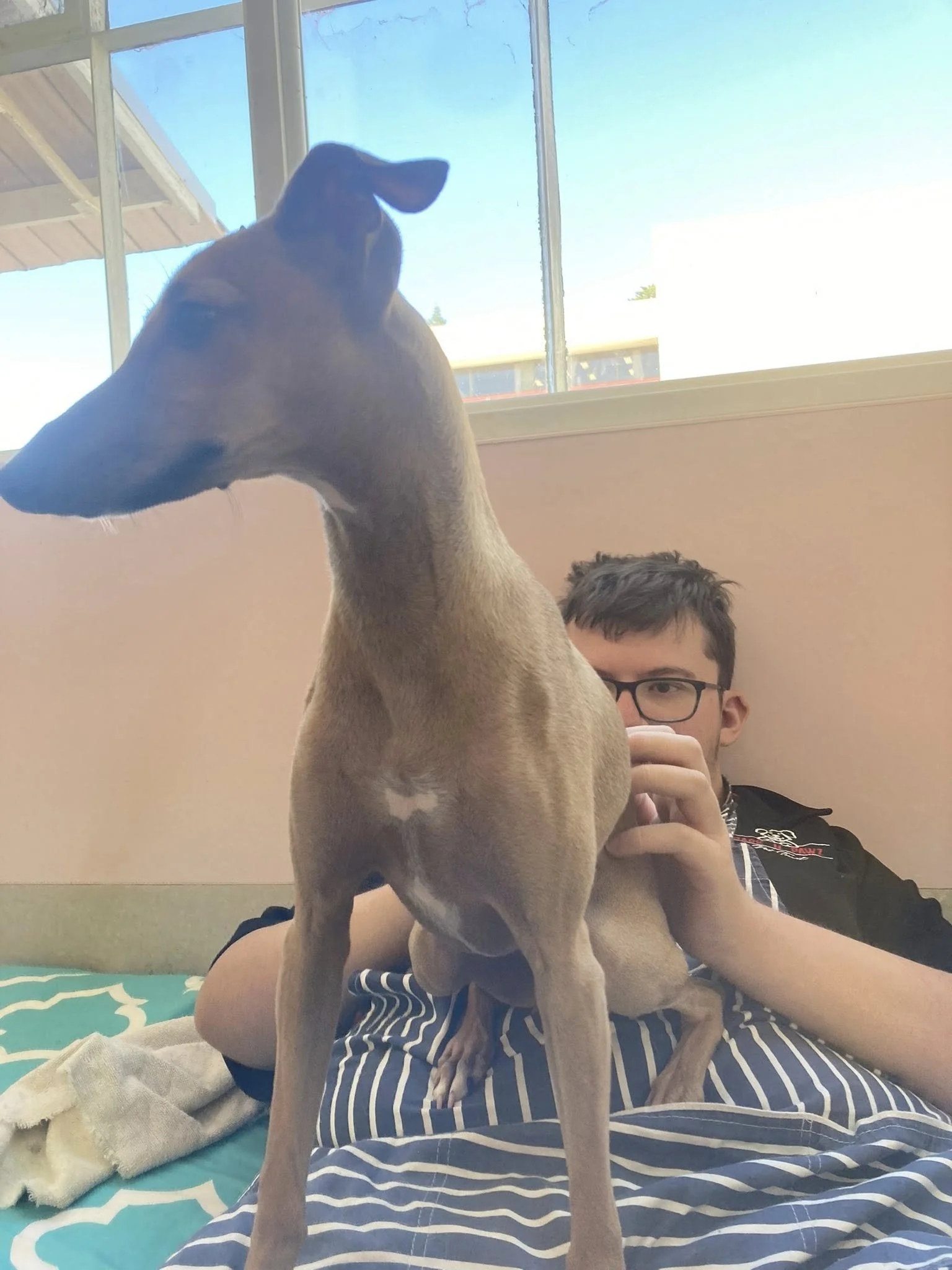 A dog with a tan coat and black ears sitting on a person's lap indoors