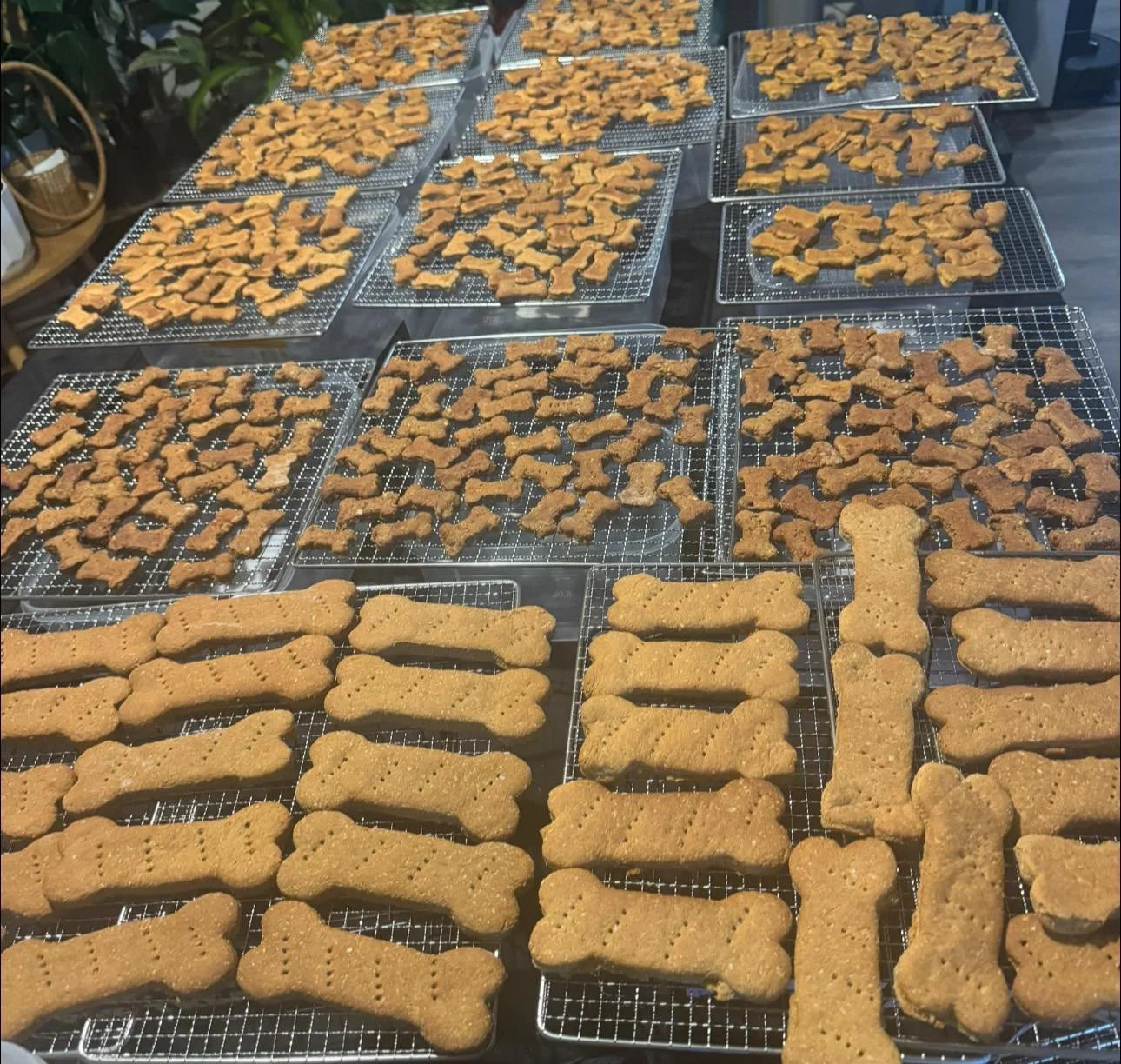 Multiple cooling racks filled with homemade dog biscuits in various shapes, including bones and dogs, on a dark table.