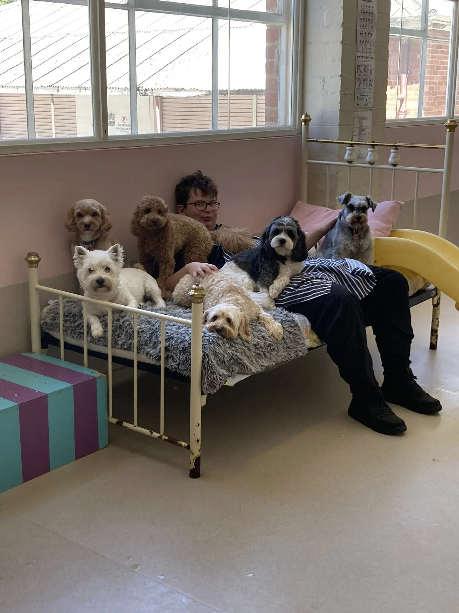 A person sitting on a bed with six dogs all around them, inside a room with large windows and a brick wall visible outside.