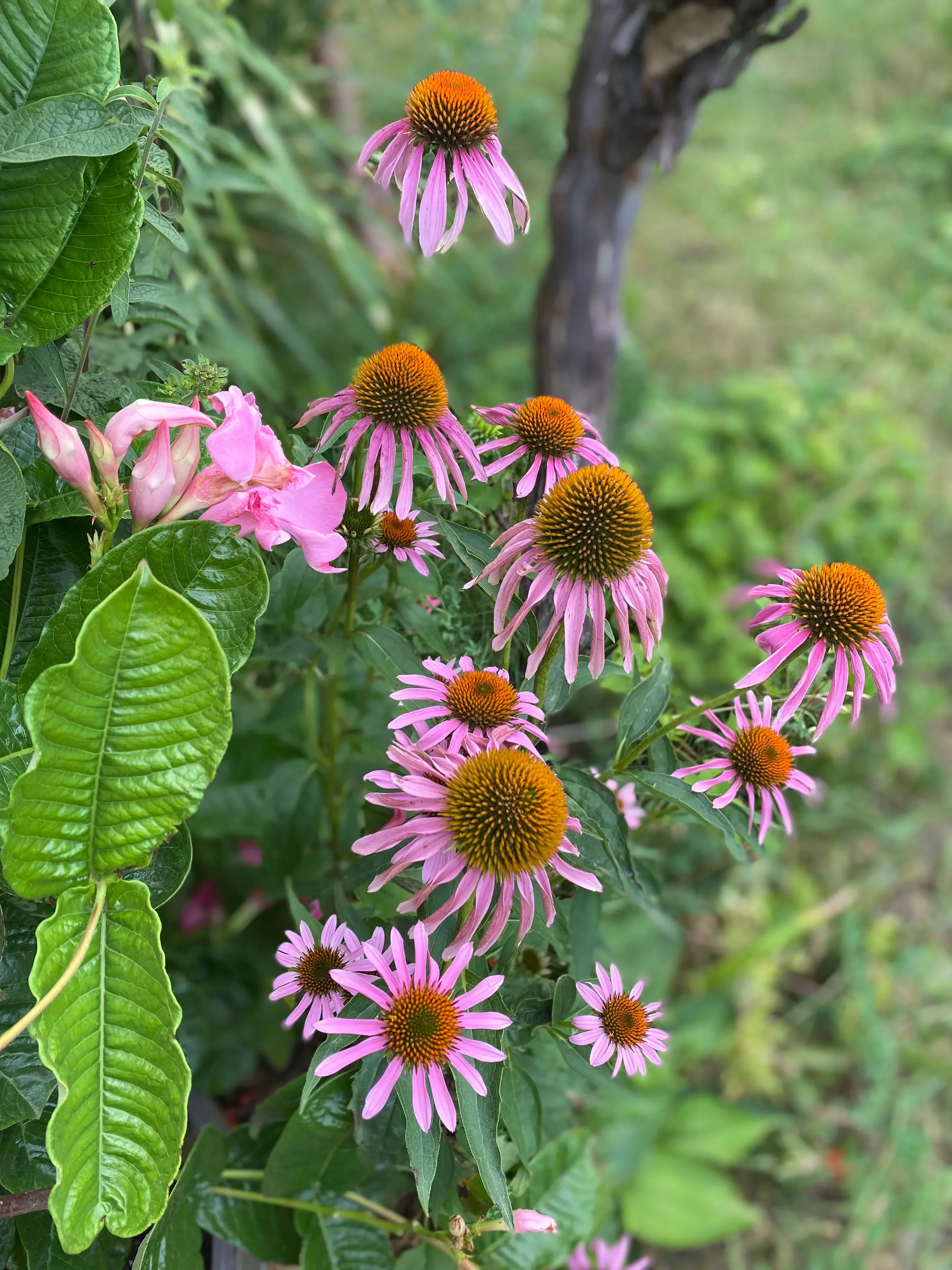 Echinacea Blüten im Naturgarten bei Shiatsu Lilli in Lanzendorf bei Wien ✓