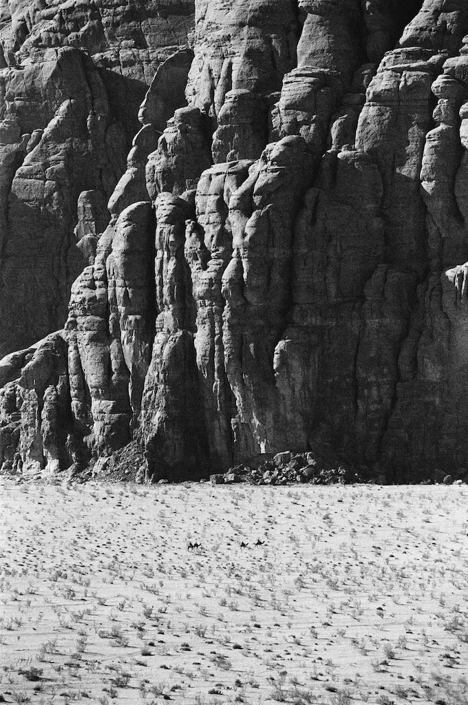 Camels Wadi Rum Jordan