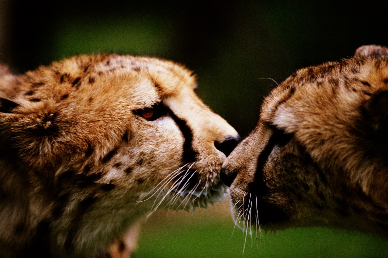 Cheetahs Namibia