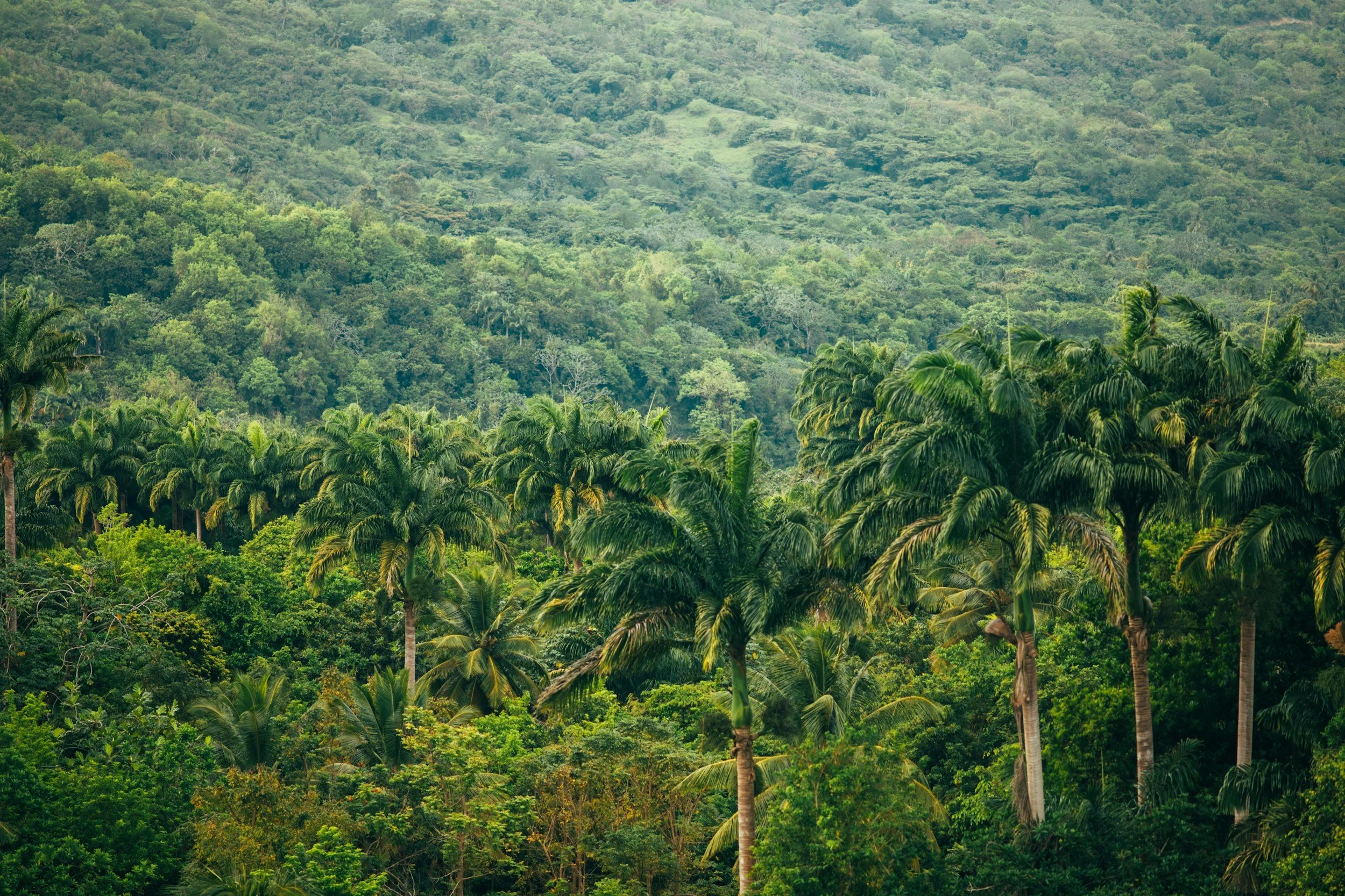 Lush Amazon rainforest canopy symbolizing the natural foundations of KAIRÉ sacred plant traditions