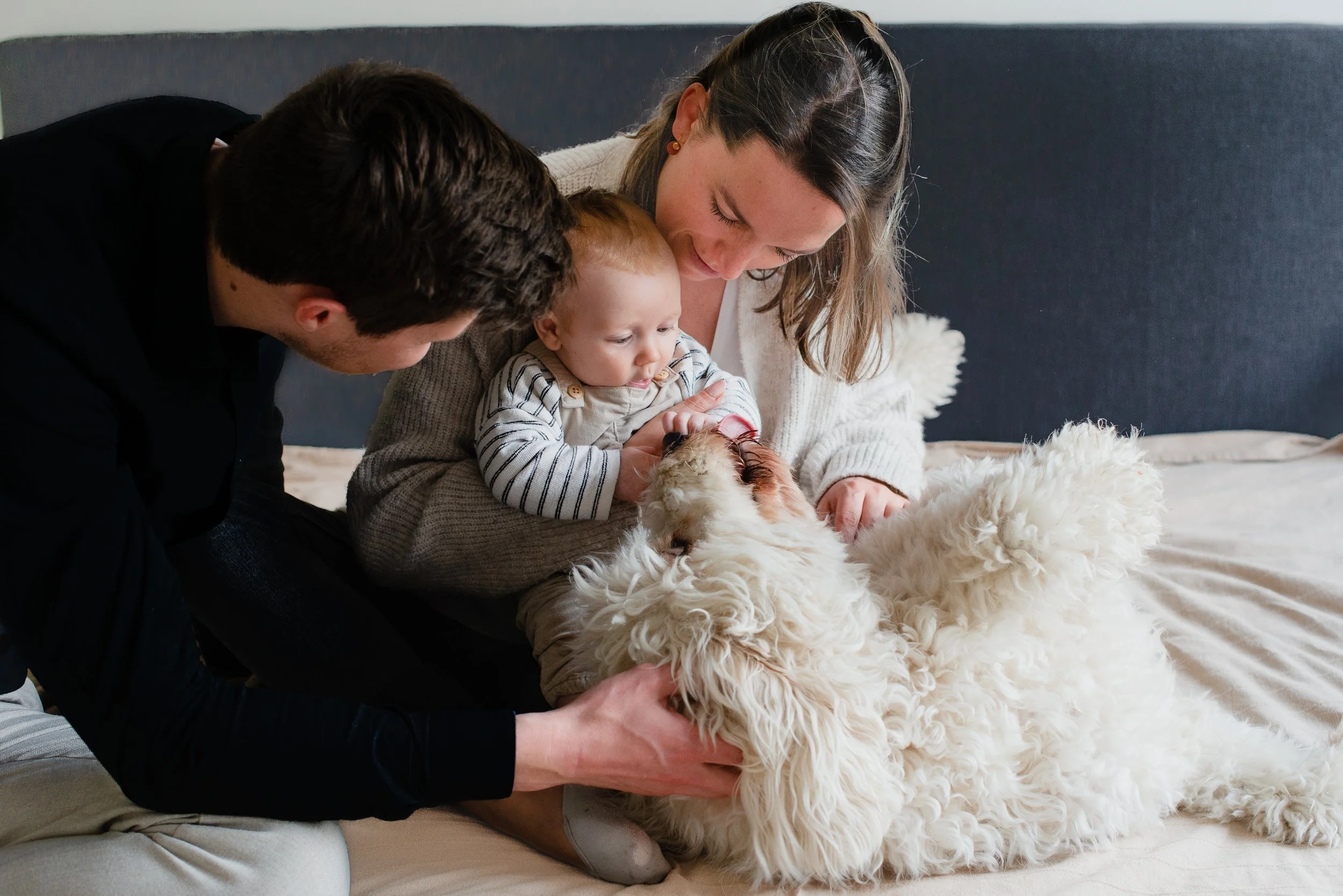 A family gathered around a fluffy white dog lying on its back, with a woman, a young child, and two men showing affection towards the dog, indoors with a blue couch and a beige blanket.