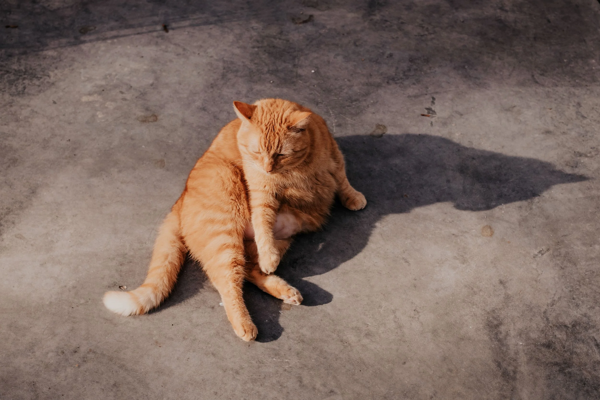 An orange tabby cat sitting on the ground with one eye closed, casting a shadow on a concrete surface.