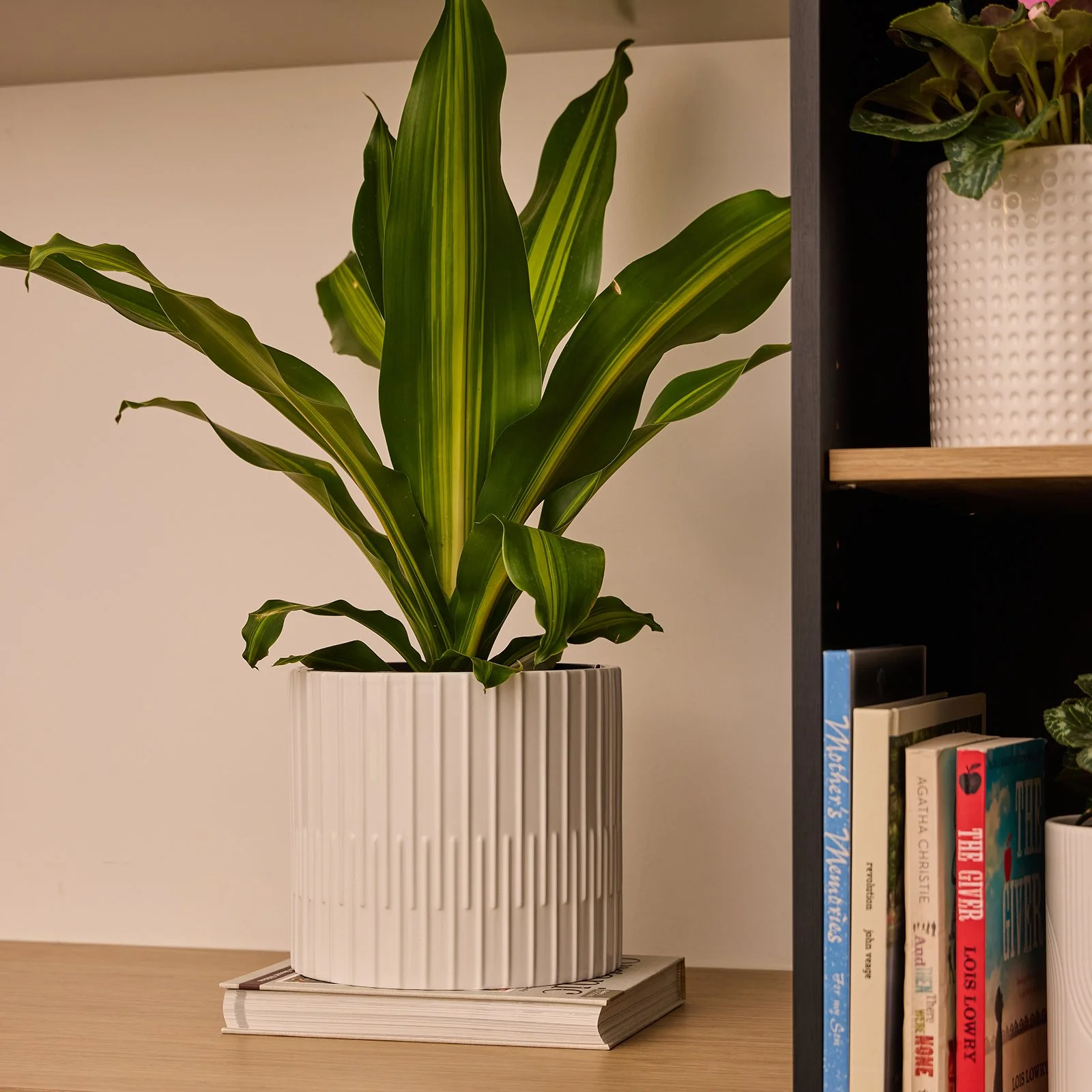 NORTHCOTE_CL2526-WHT_Kenzo Cone Pot_White_INSITU_WEB.jpg