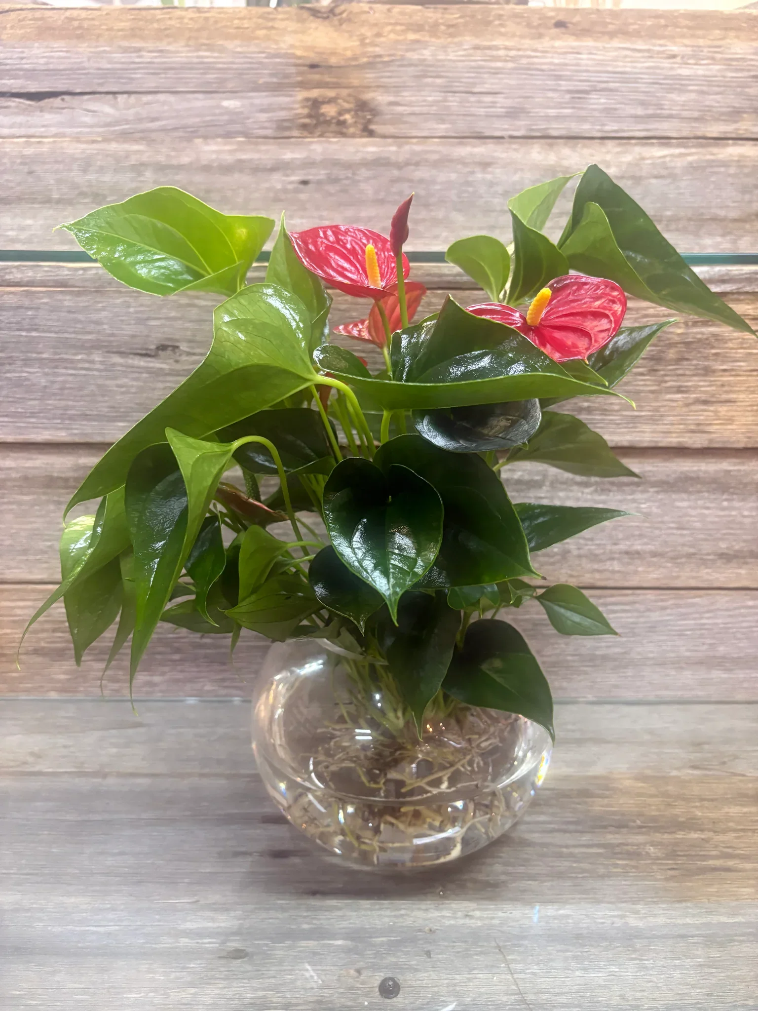 Hydroponic Anthurium