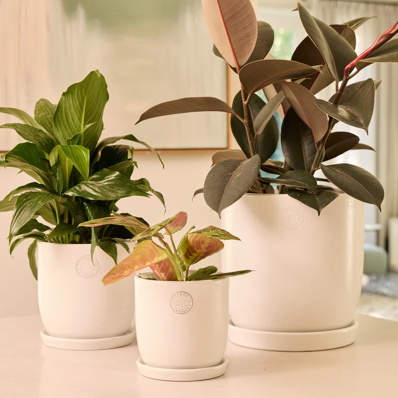 NORTHCOTE_CL25031-WH_JessEggwSaucer_White_INSITU_WEB.webp