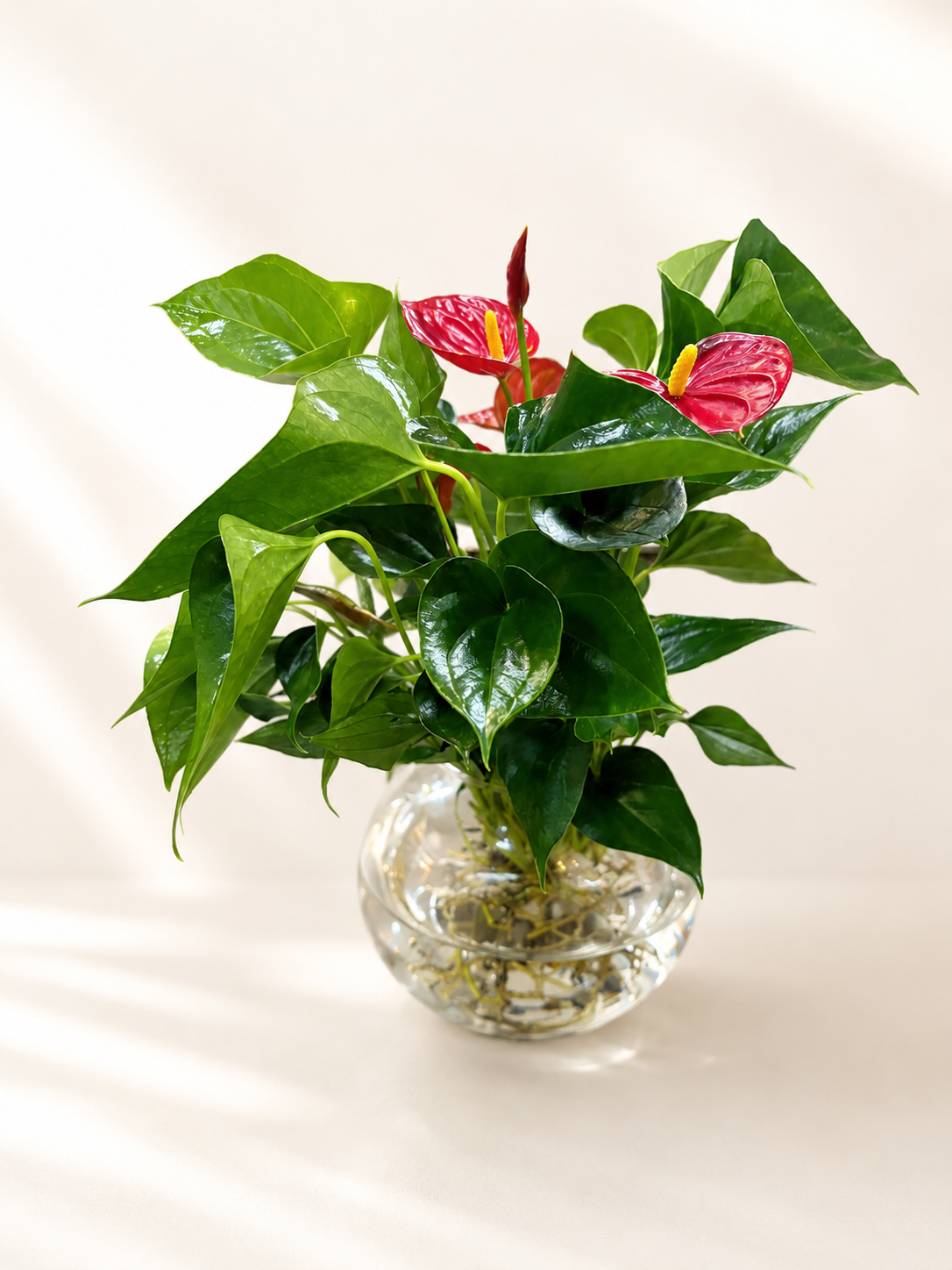 Hydroponic Anthurium