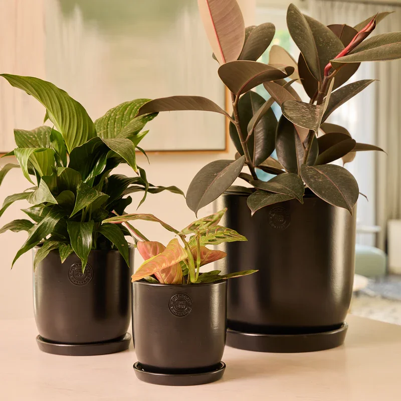 NORTHCOTE_CL25031-BK_JessEggwSaucer_Black_INSITU_WEB.webp