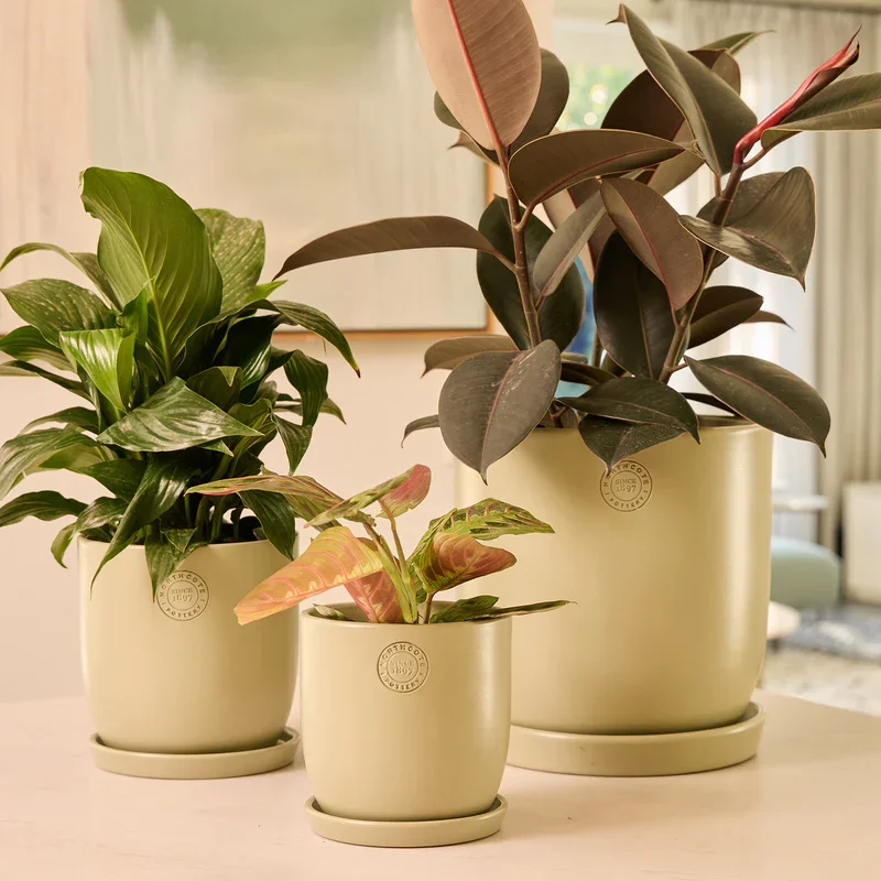 NORTHCOTE_CL25031-SG_JessEggwSaucer_Sage_INSITU_WEB.webp