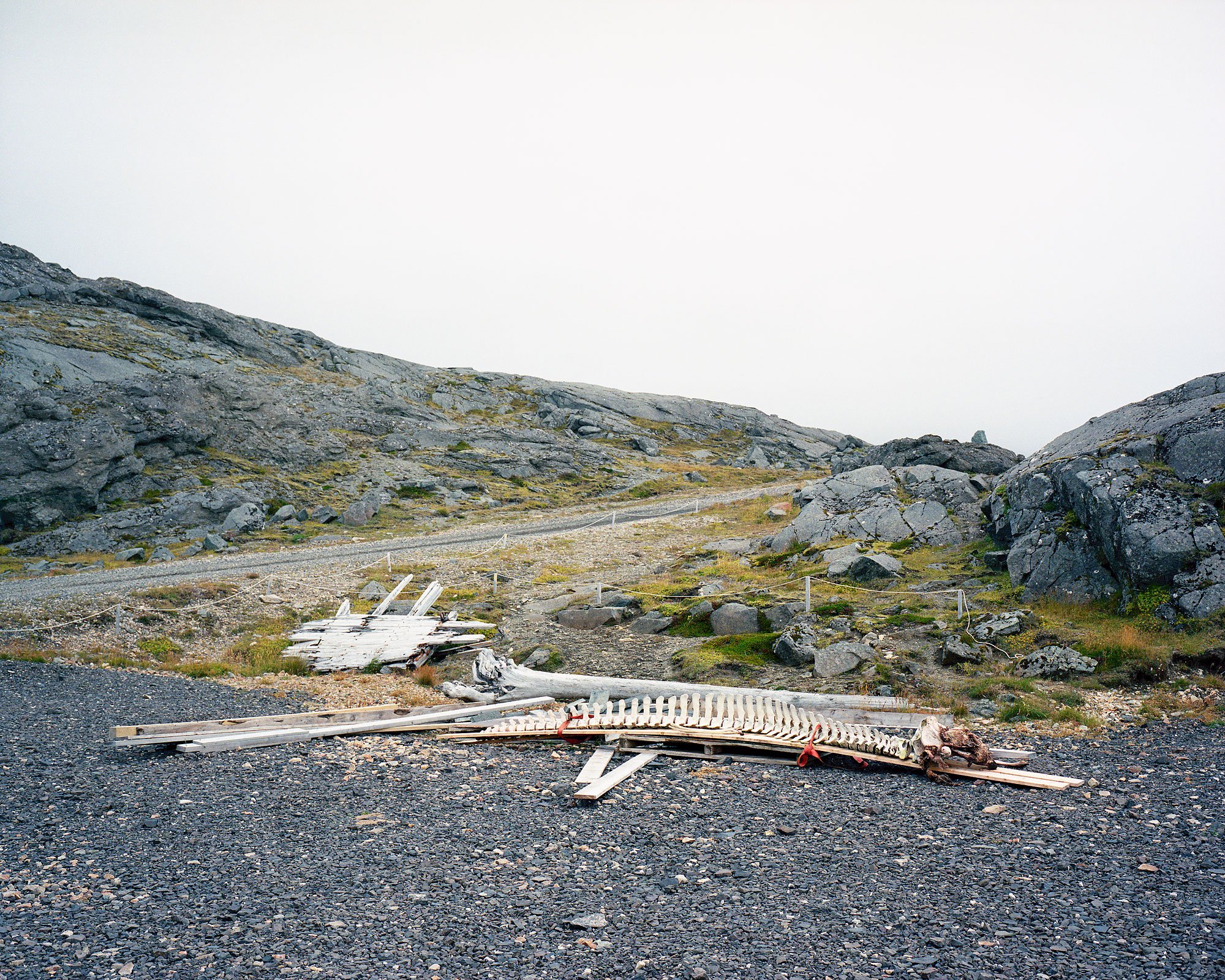 Walskelett, Island, Mamiya 7, analoge Fotografie, Christian Flatscher