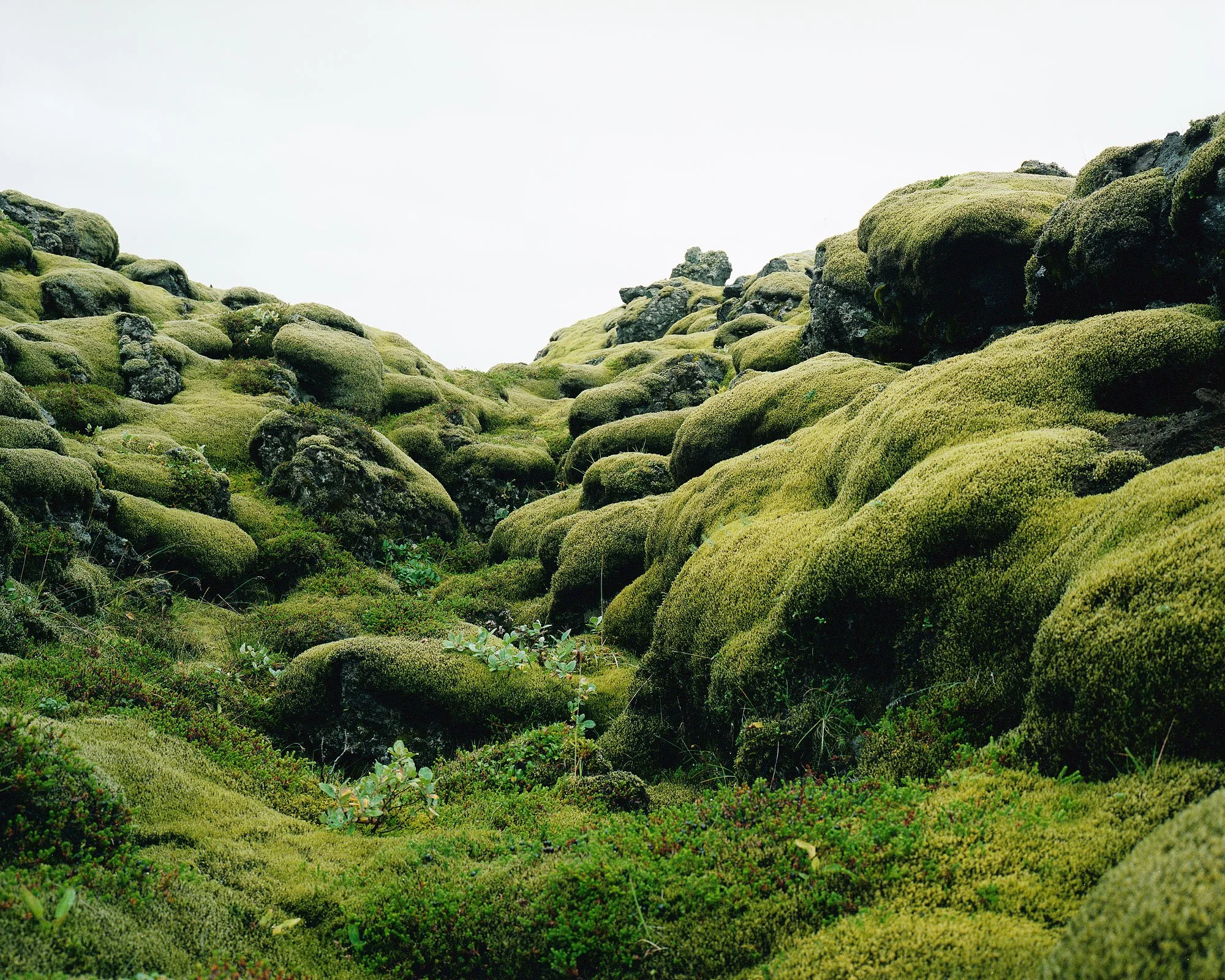 Eldhraun Lavafeld, Island, Mamiya 7, analoge Fotografie, Christian Flatscher