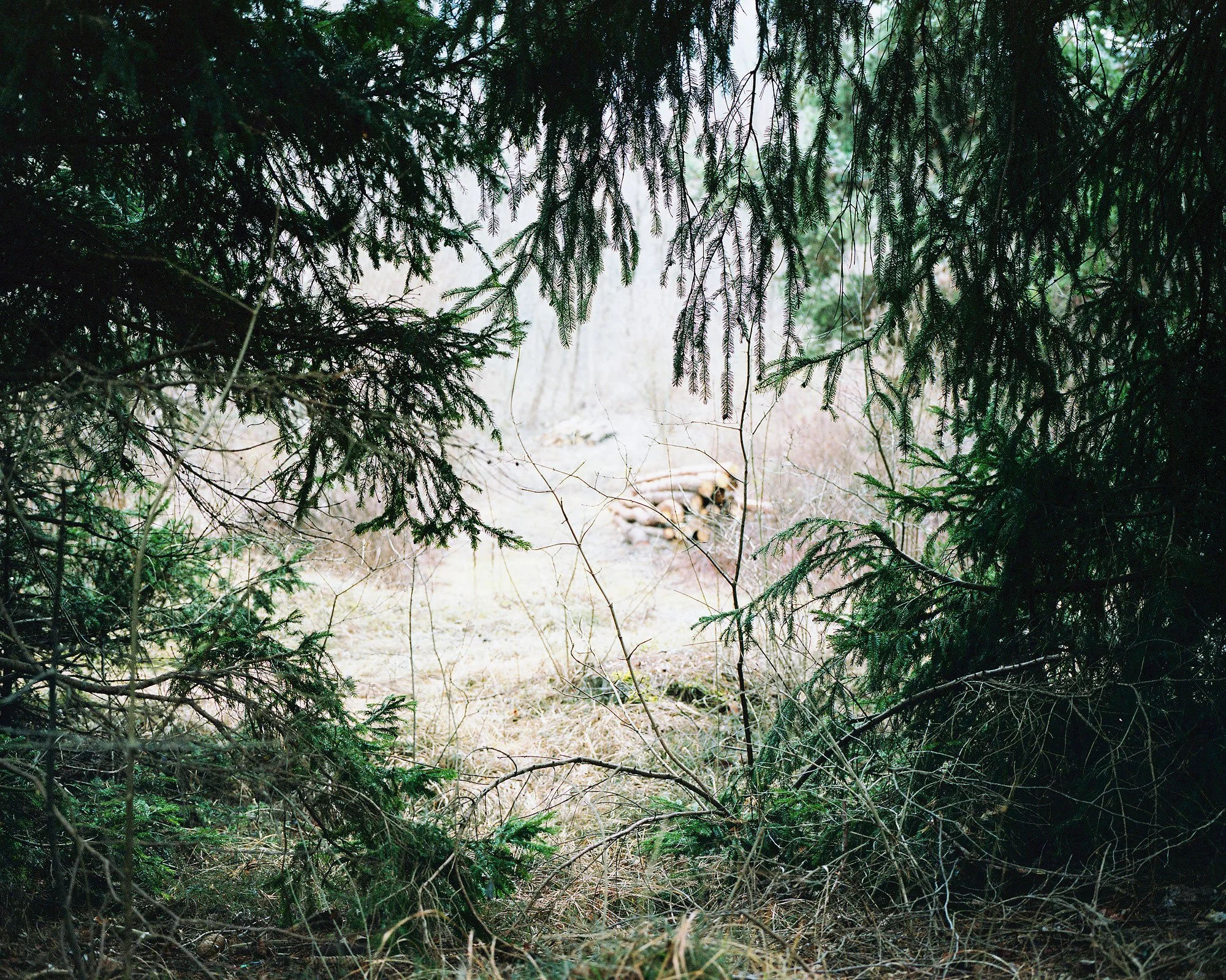 Dickicht, Zams, Mamiya 7, analoge Fotografie, Christian Flatscher