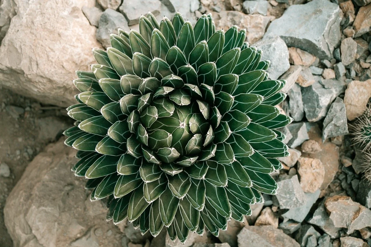 Groß (23109567).jpeg